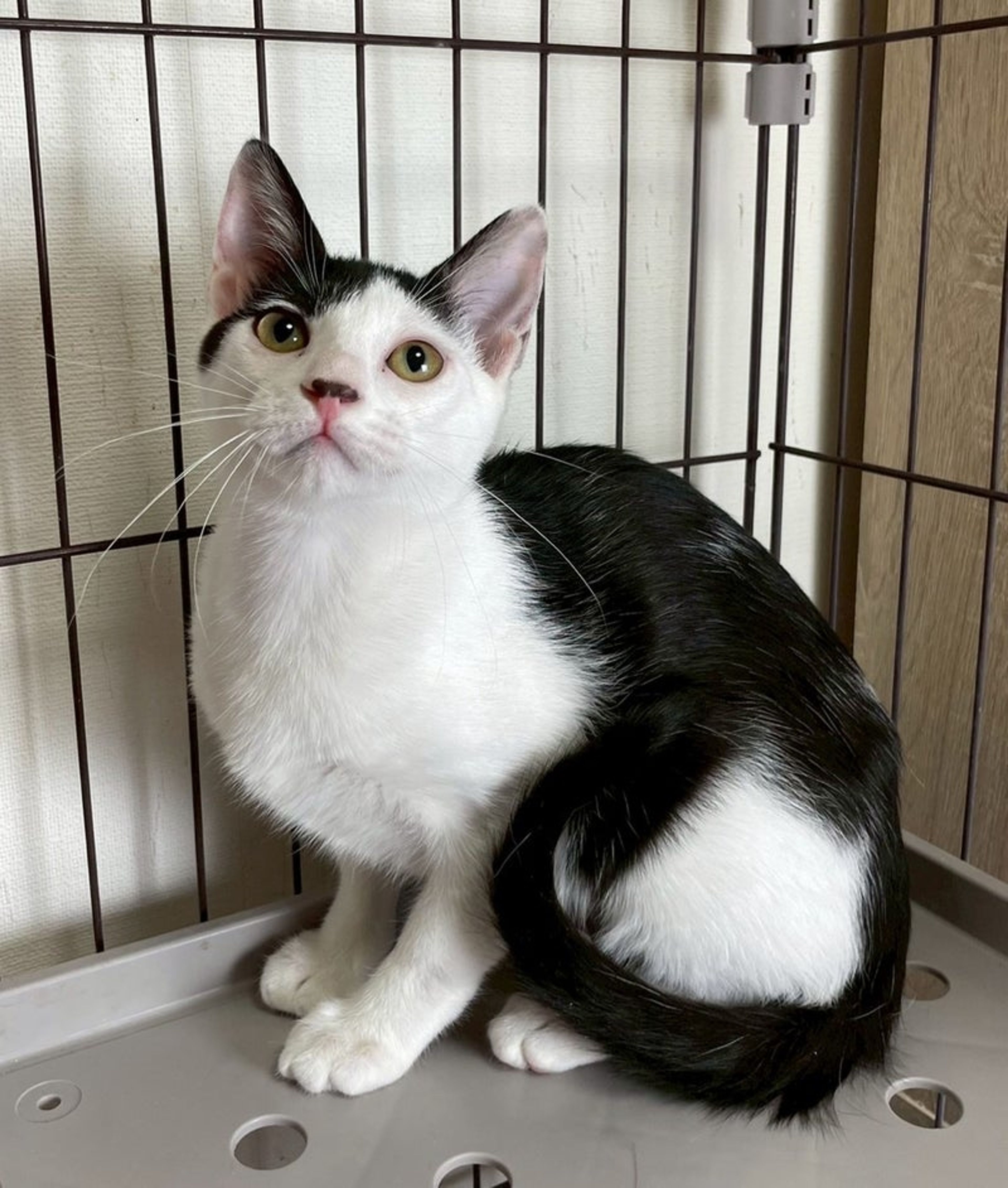 雑種（ミックス猫）・メスの里親募集の写真