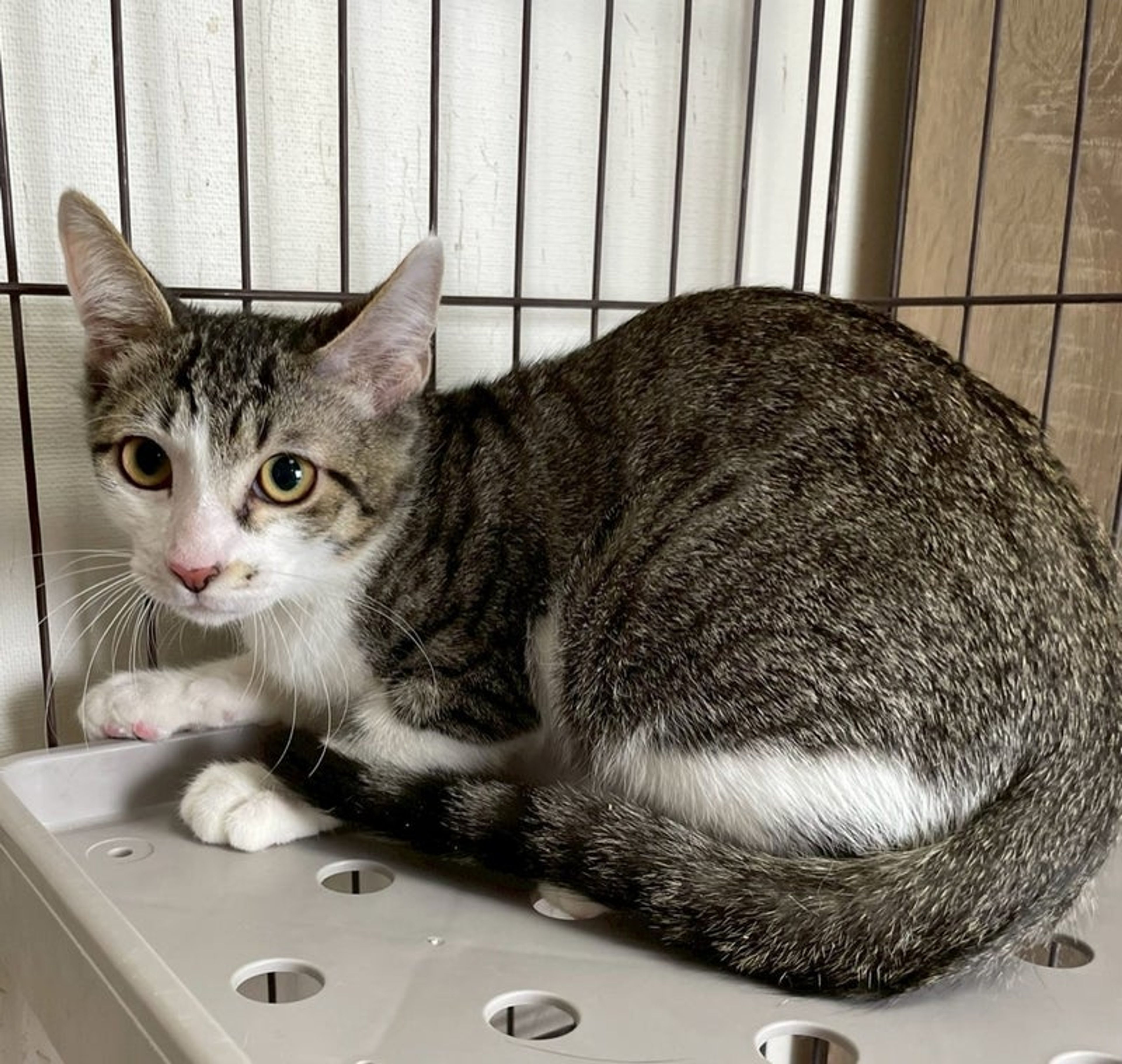 雑種（ミックス猫）・オスの里親募集の写真