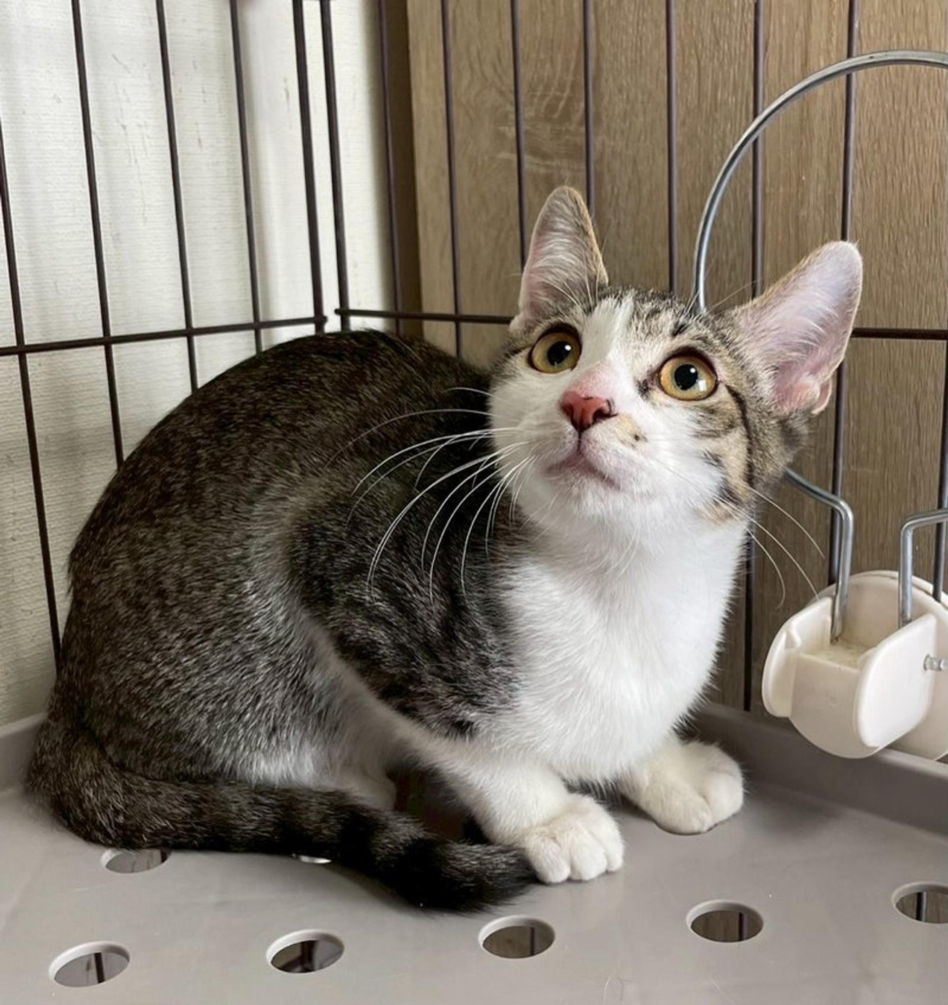 pet-image-2