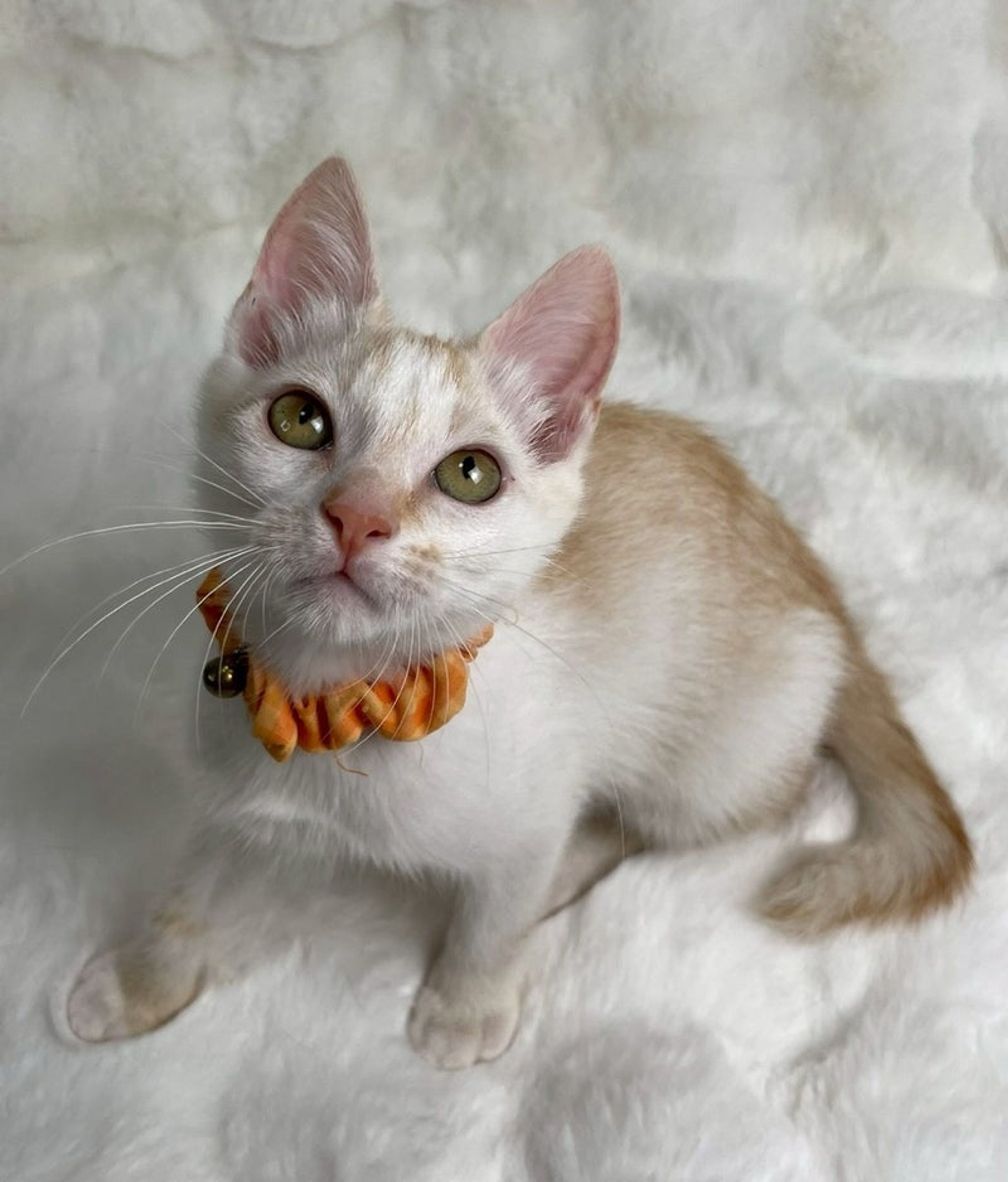 雑種（ミックス猫）・オスの里親募集の写真