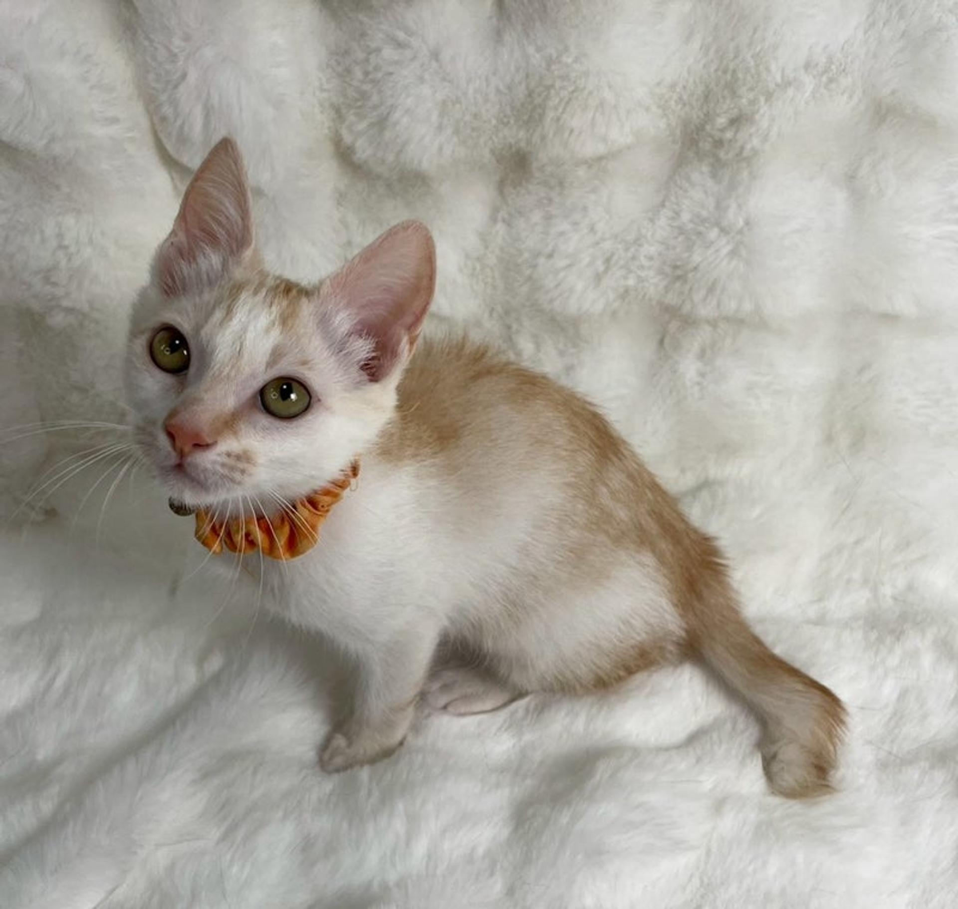 pet-image-4
