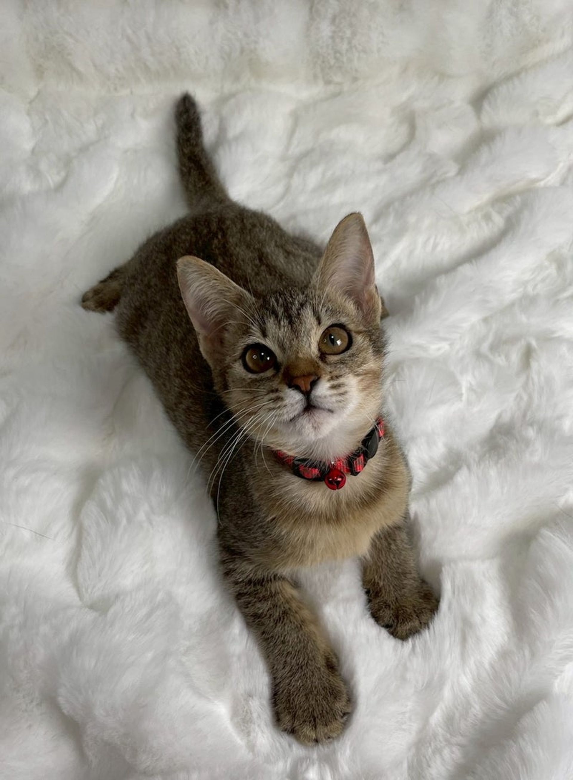 雑種（ミックス猫）・メスの里親募集の写真