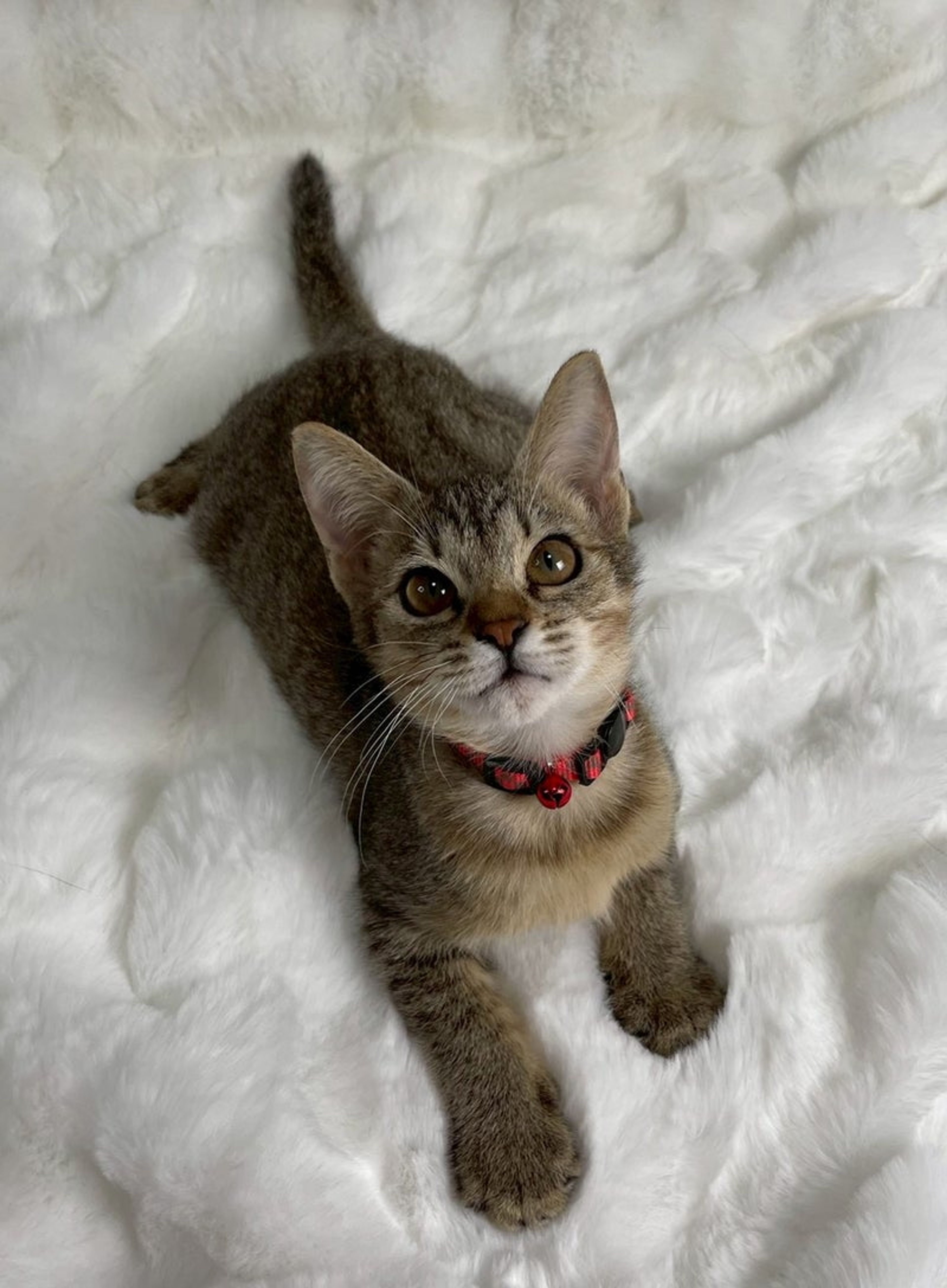 雑種（ミックス猫）・メスの里親募集の写真