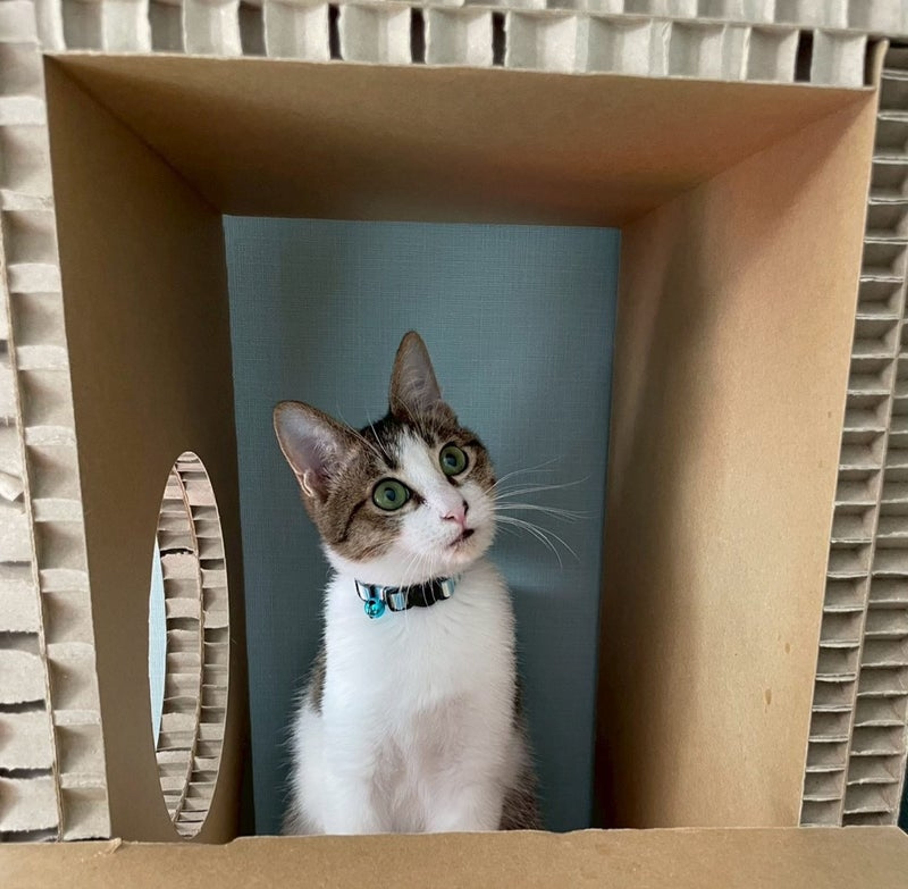 雑種（ミックス猫）・オスの里親募集の写真