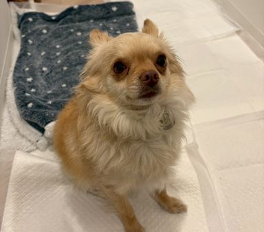 チワワ・オスの里親募集の写真