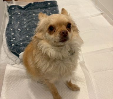 チワワ・オスの里親募集の写真