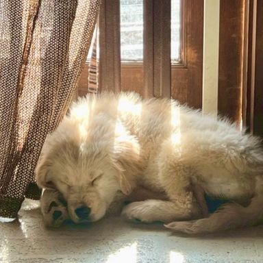 ゴールデン・レトリーバー・メスの里親募集の写真