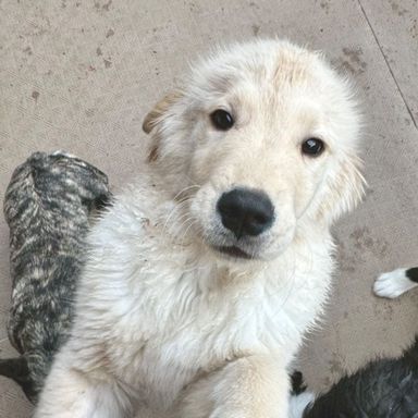 ゴールデン・レトリーバー・メスの里親募集の写真