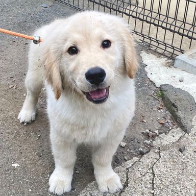 ゴールデン・レトリーバー・メスの里親募集の写真