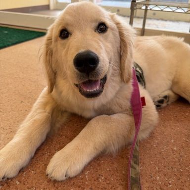 ゴールデン・レトリーバー・メスの里親募集の写真