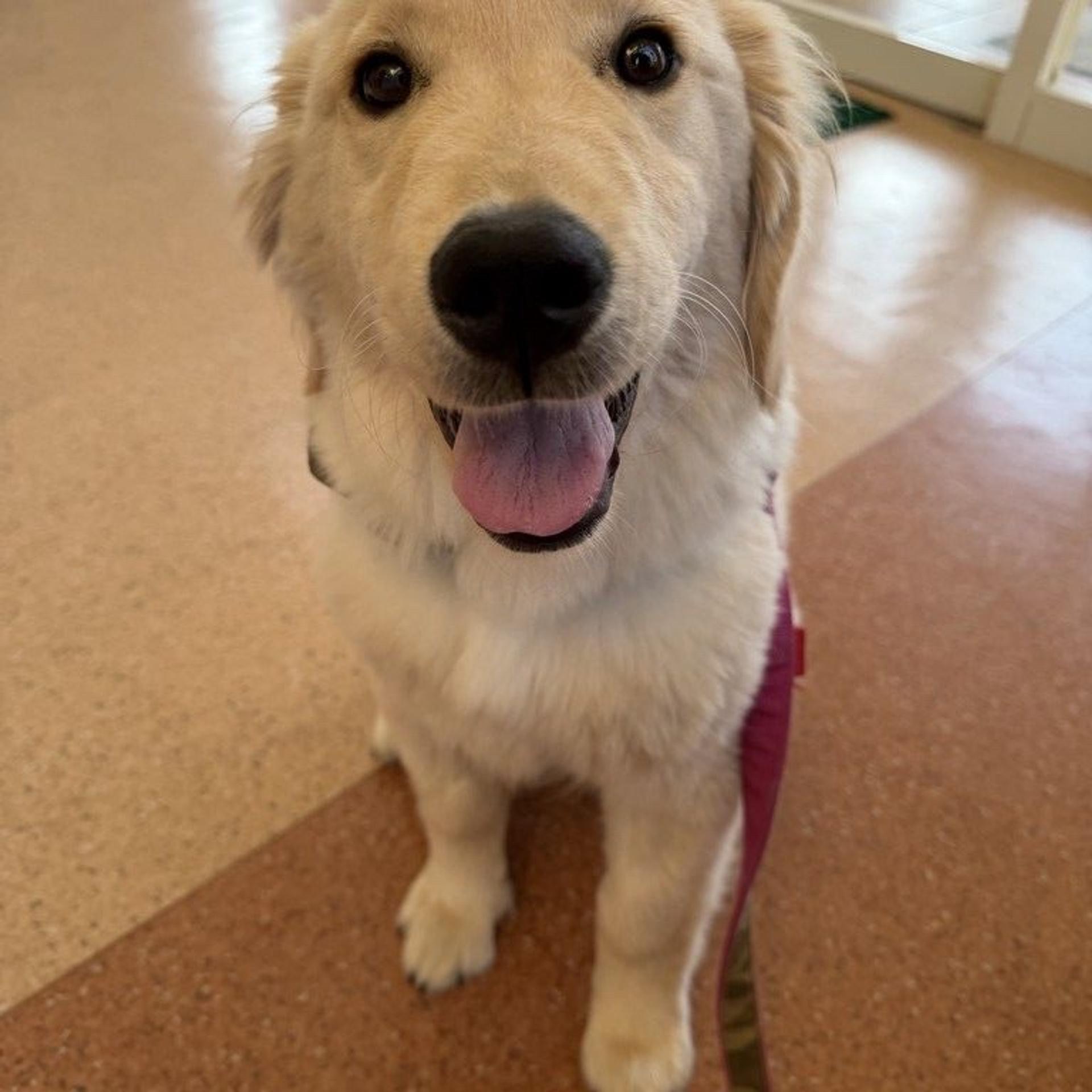 pet-image-2