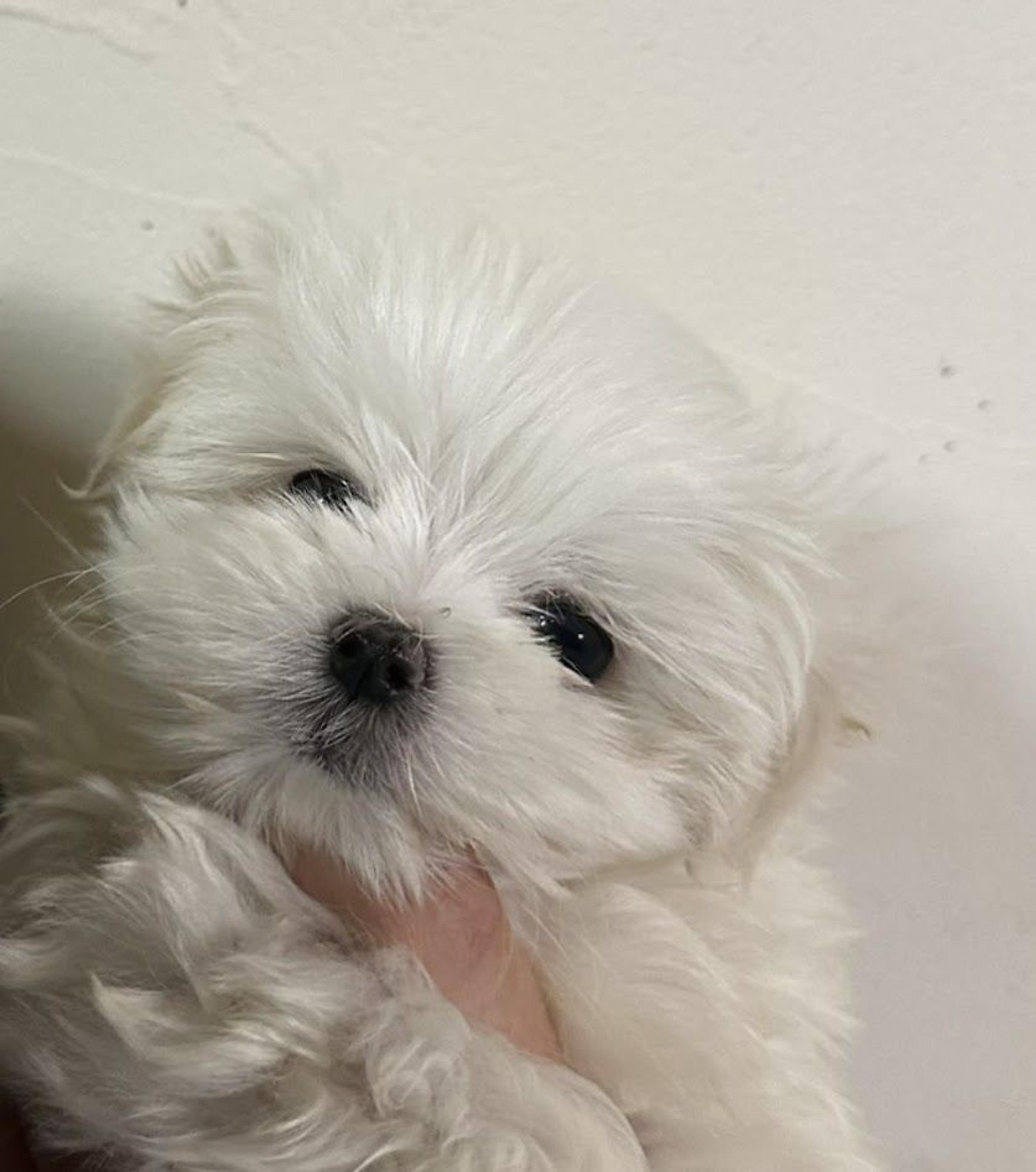 pet-image-2