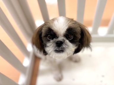 シーズー・メスの里親募集の写真