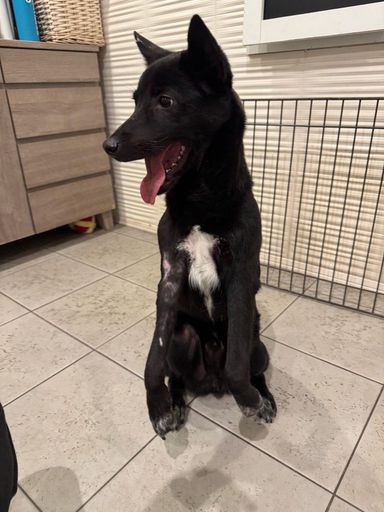 雑種（ミックス犬）・オスの里親募集の写真