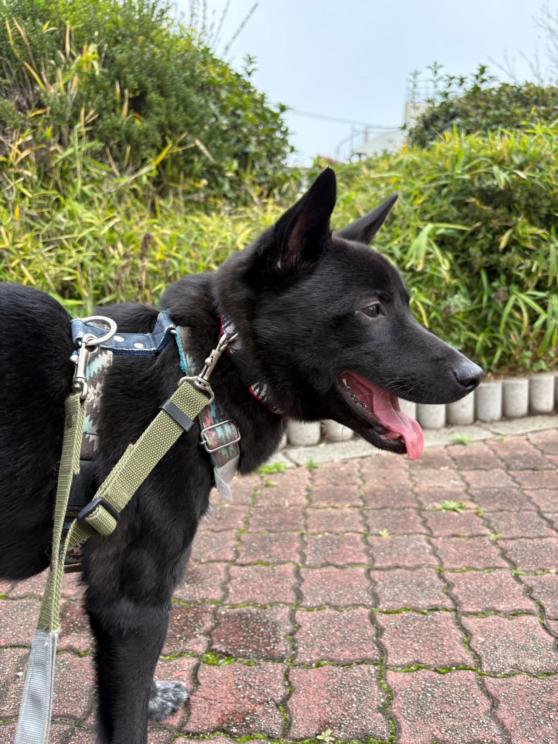 雑種（ミックス犬）・オスの里親募集の写真