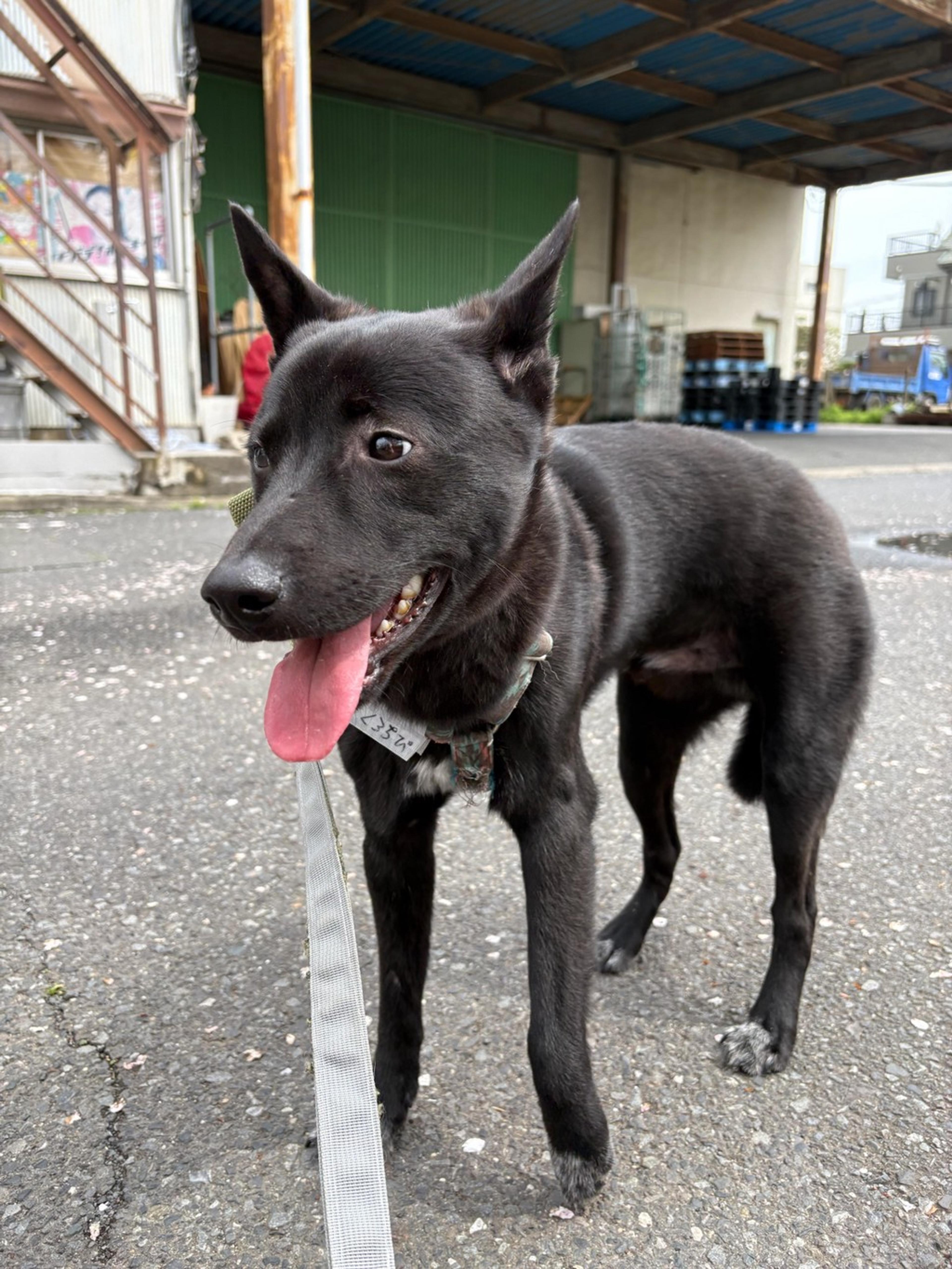 pet-image-2