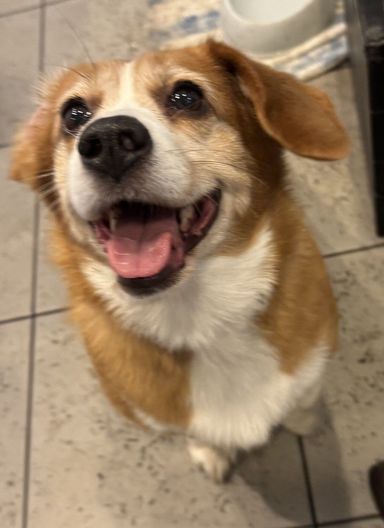 雑種（ミックス犬）・メスの里親募集の写真