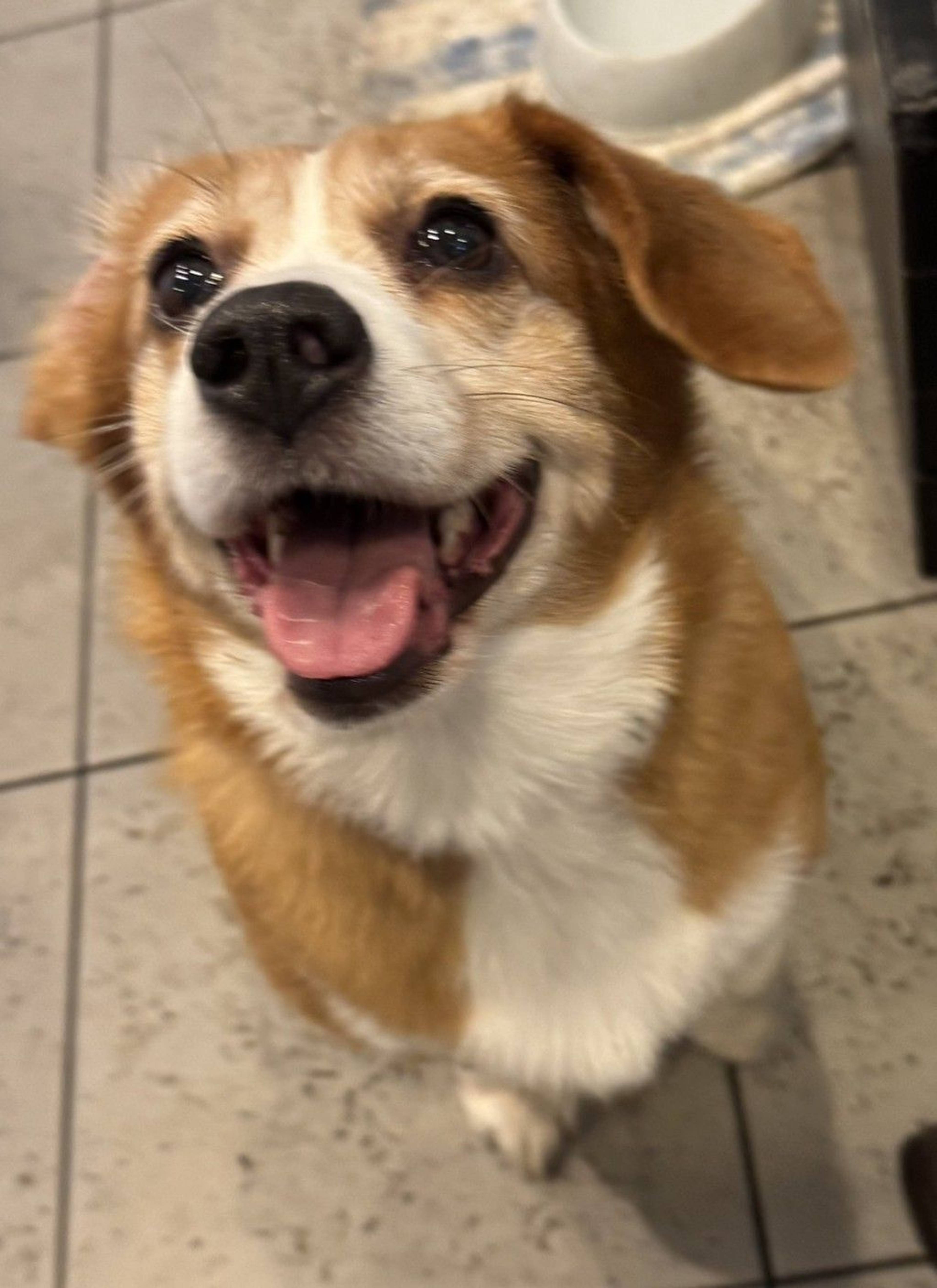 雑種（ミックス犬）・メスの里親募集の写真
