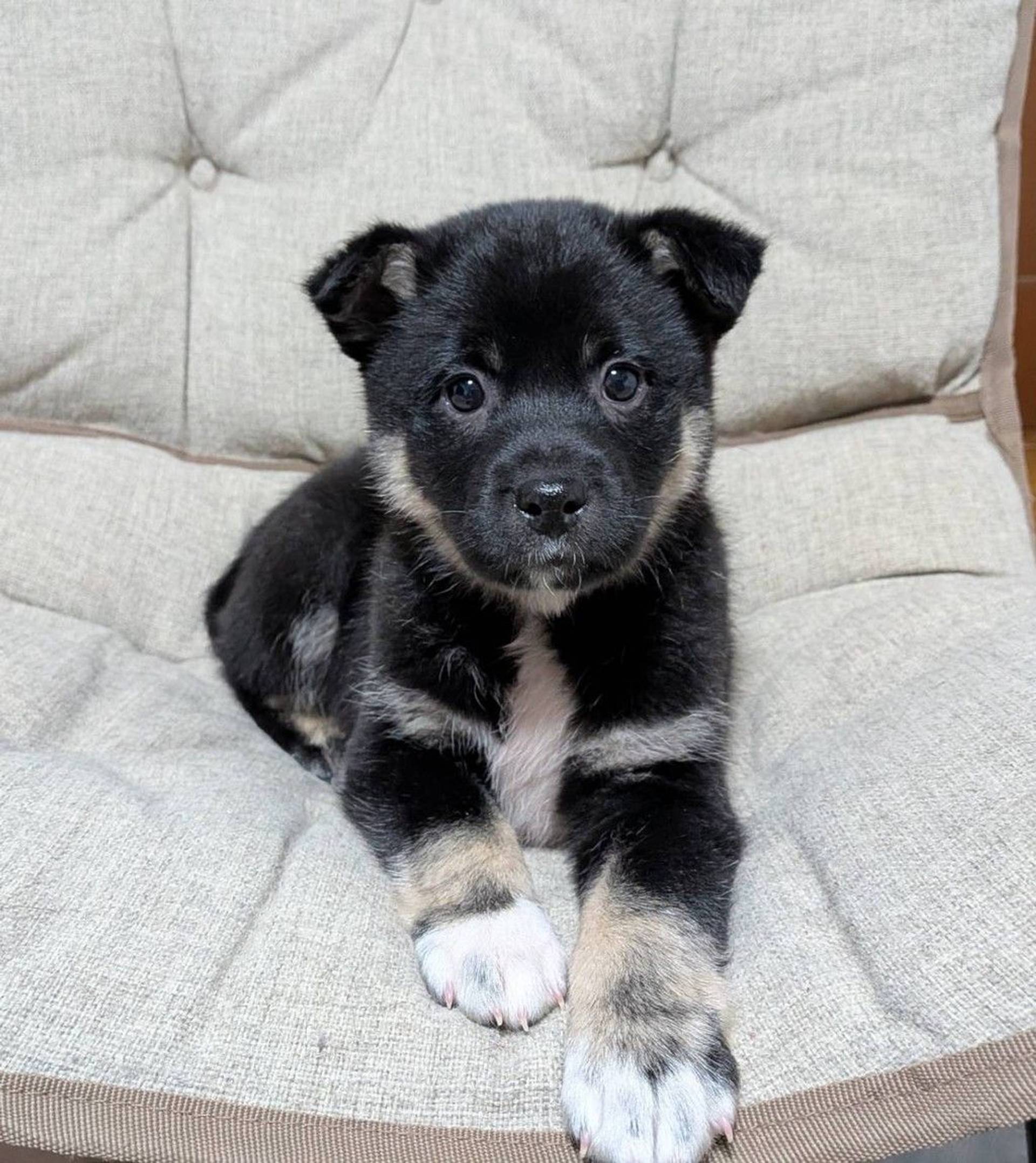 雑種（ミックス犬）・オスの里親募集の写真