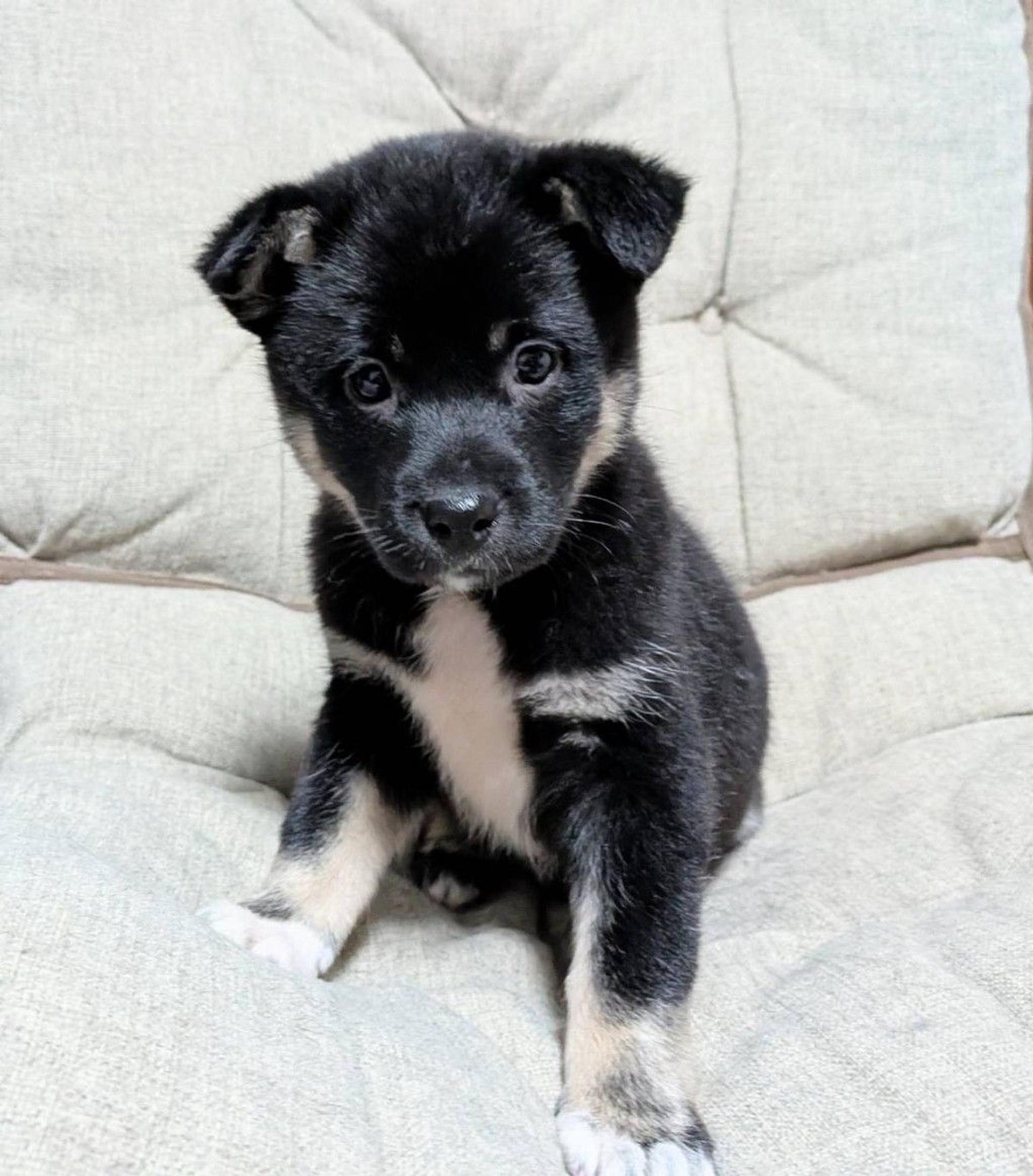 pet-image-4