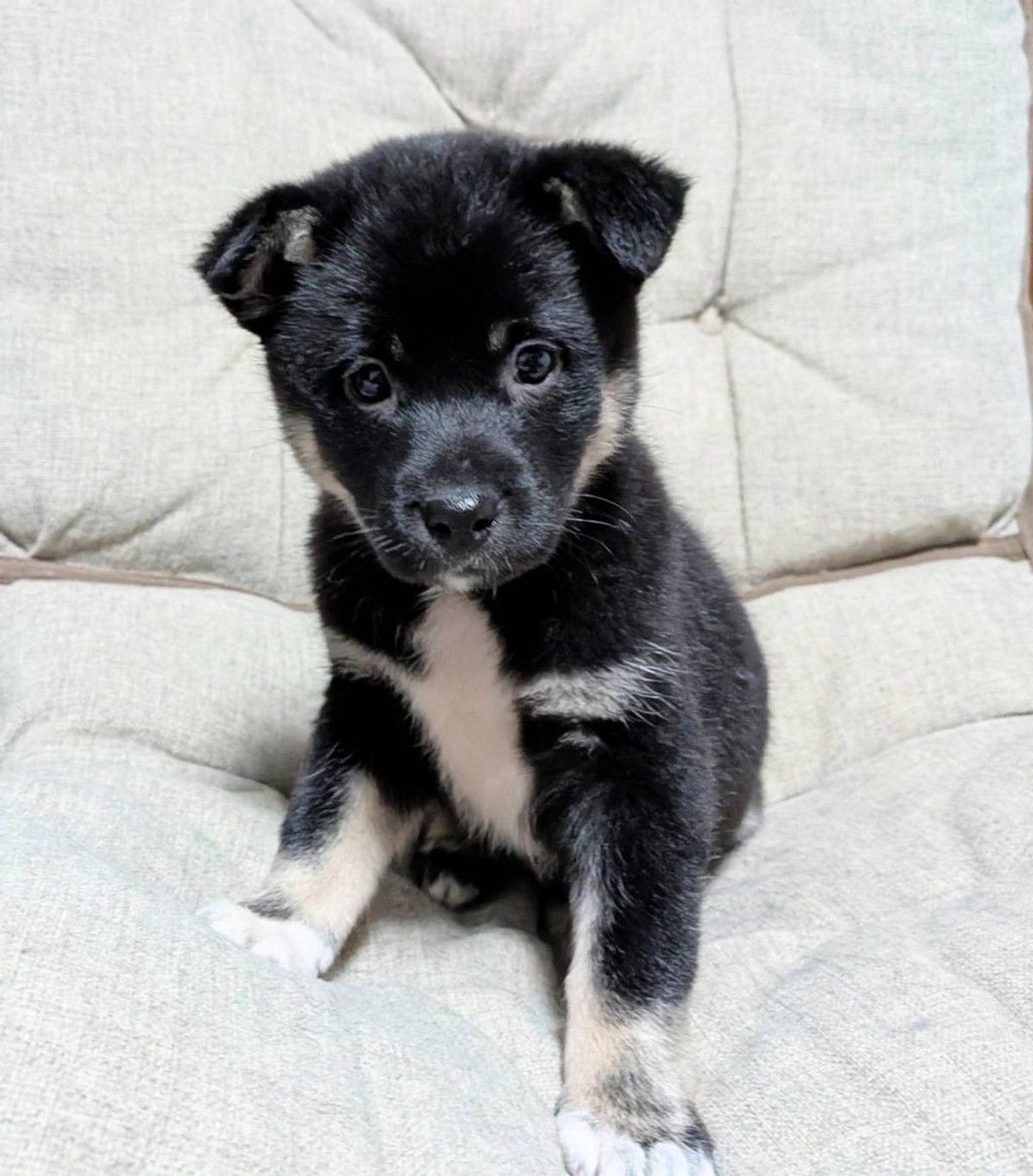 pet-image-4
