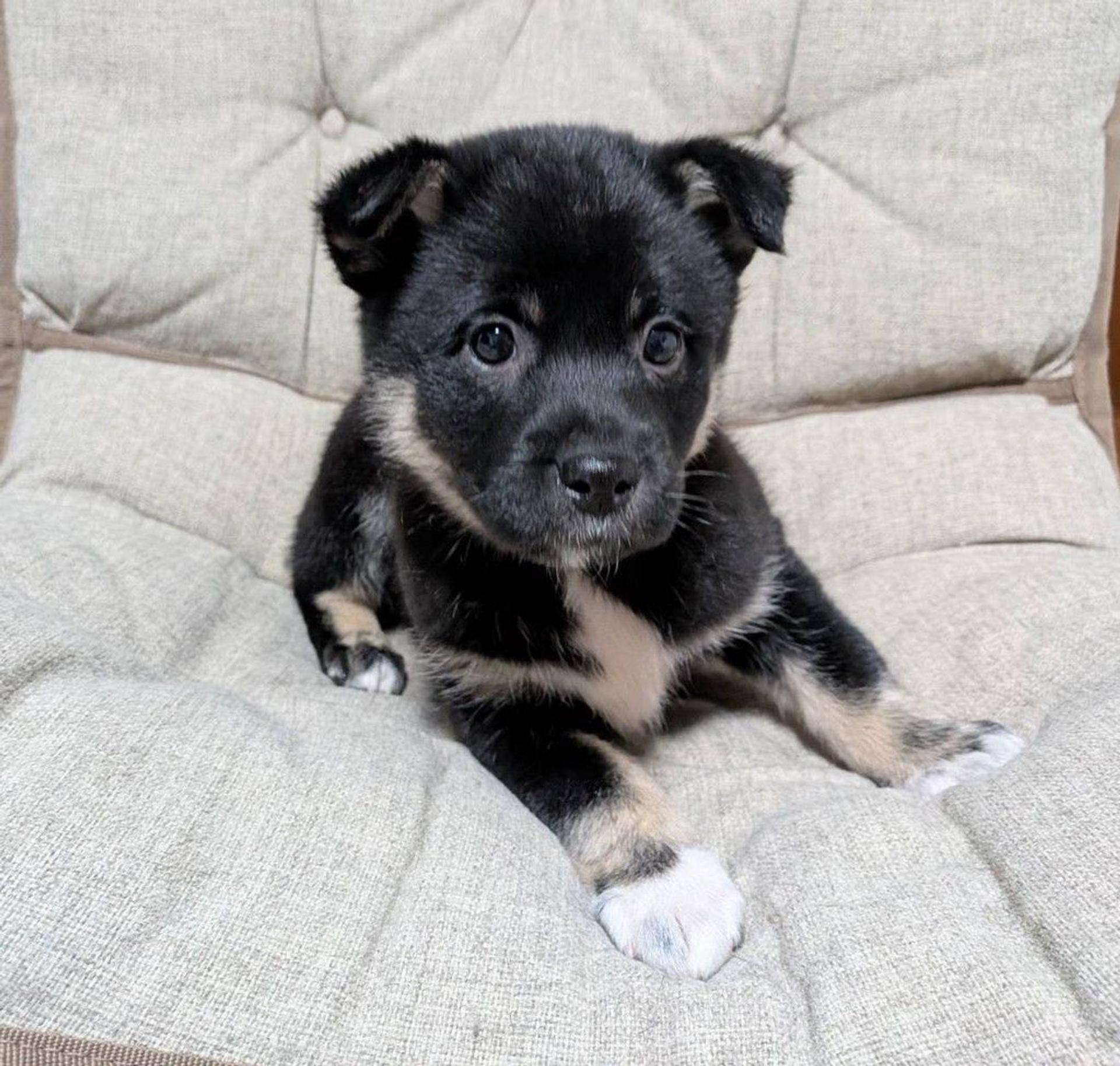pet-image-6
