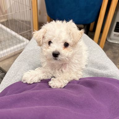 トイプードル・オスの里親募集の写真