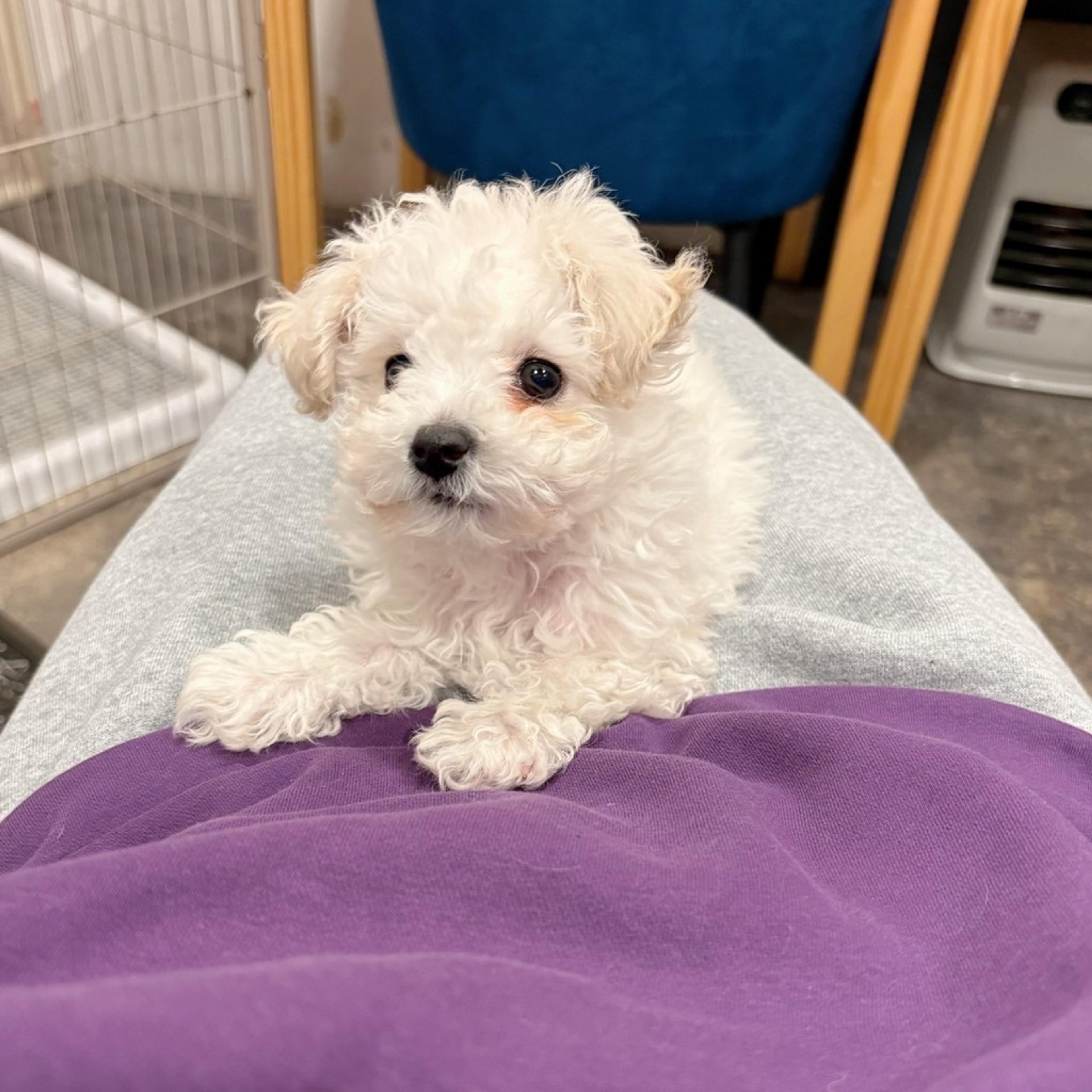 pet-image-2