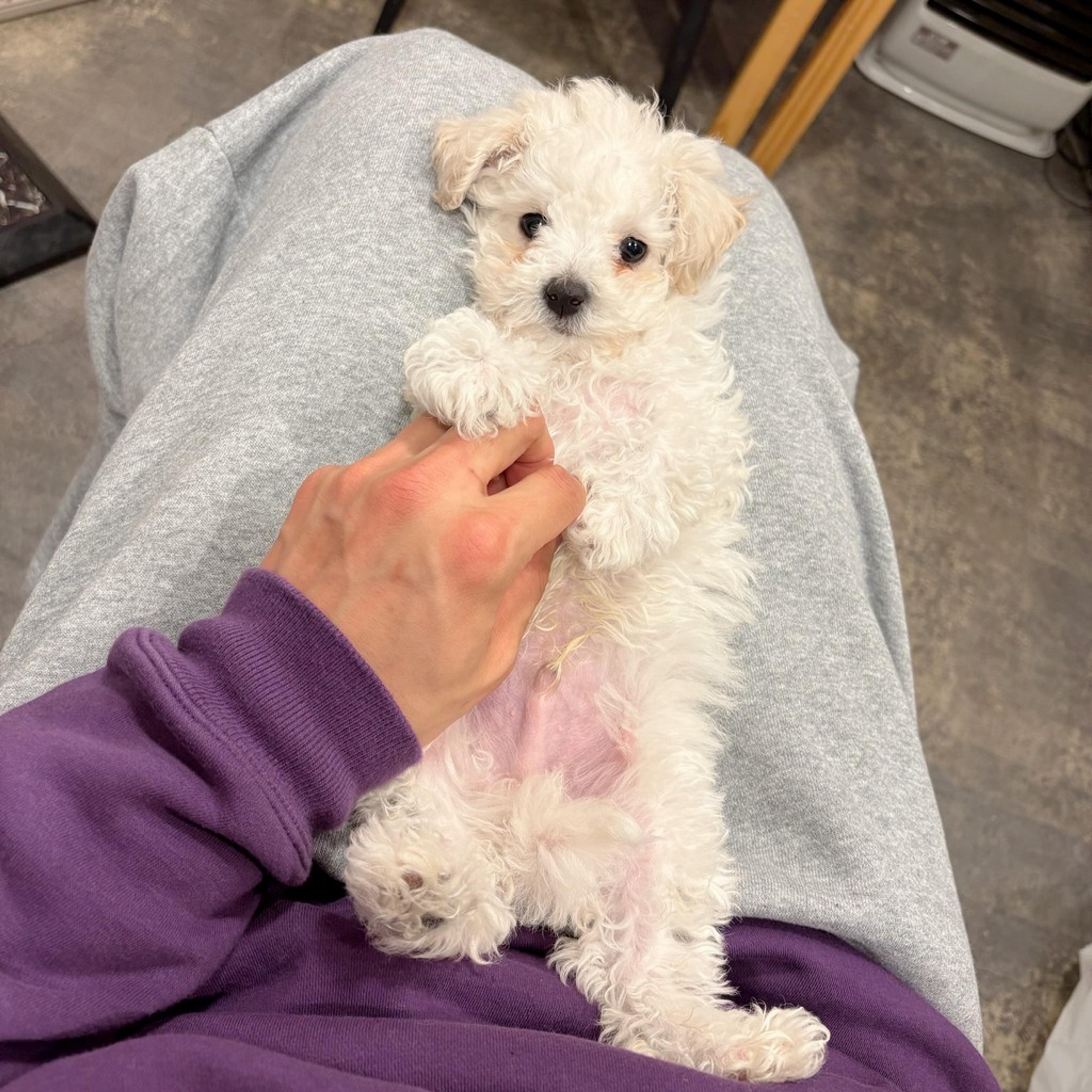 pet-image-3