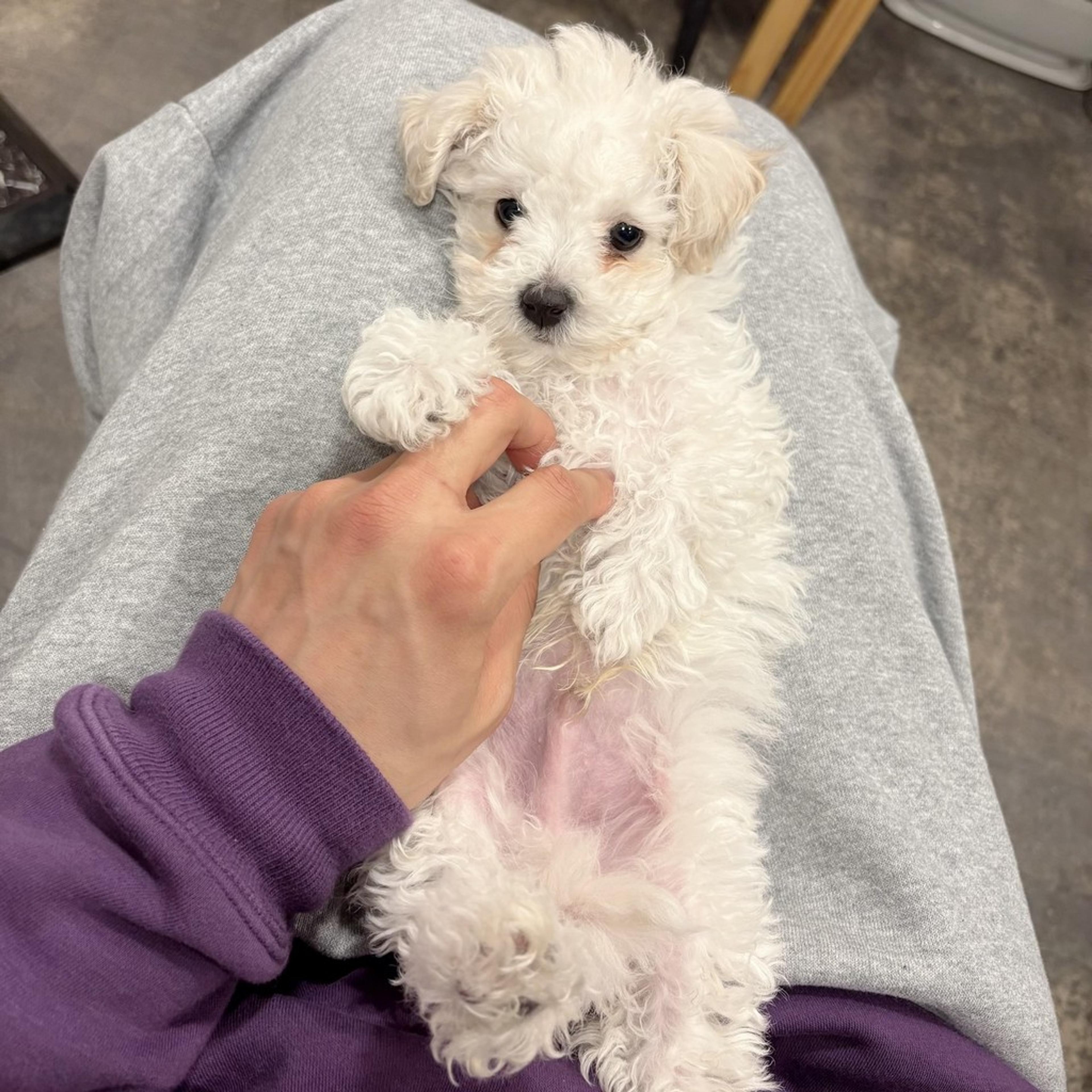 pet-image-4
