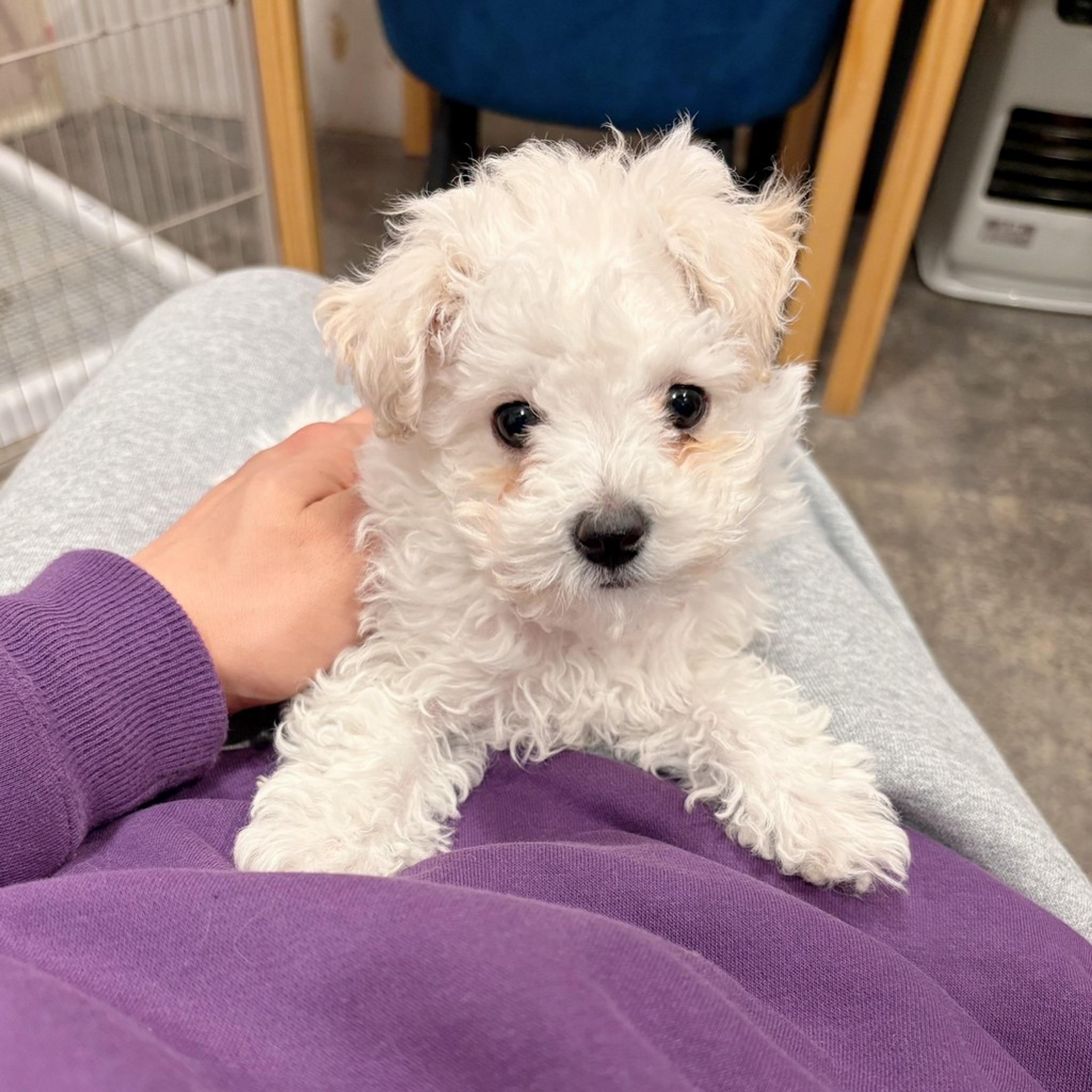 pet-image-5