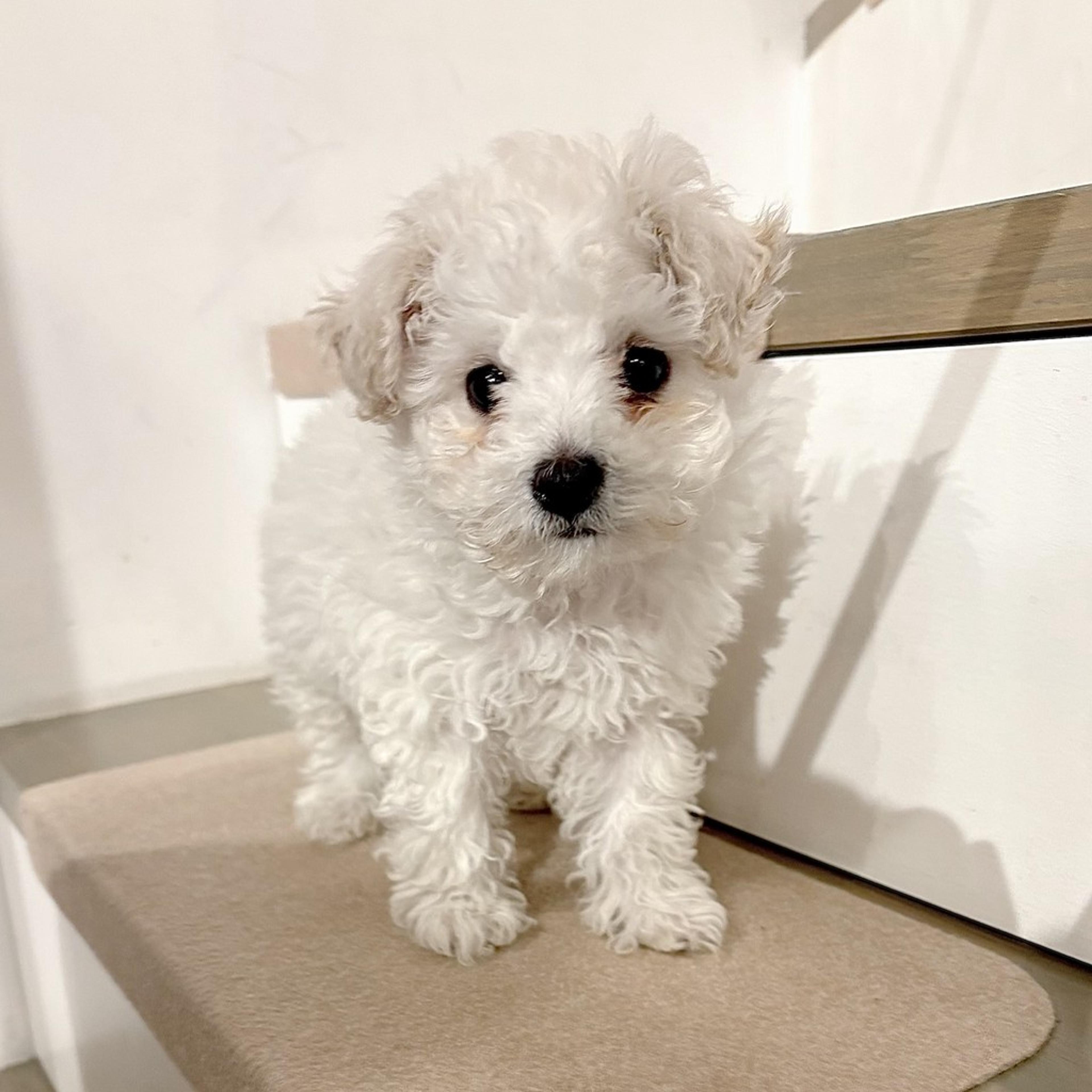pet-image-6