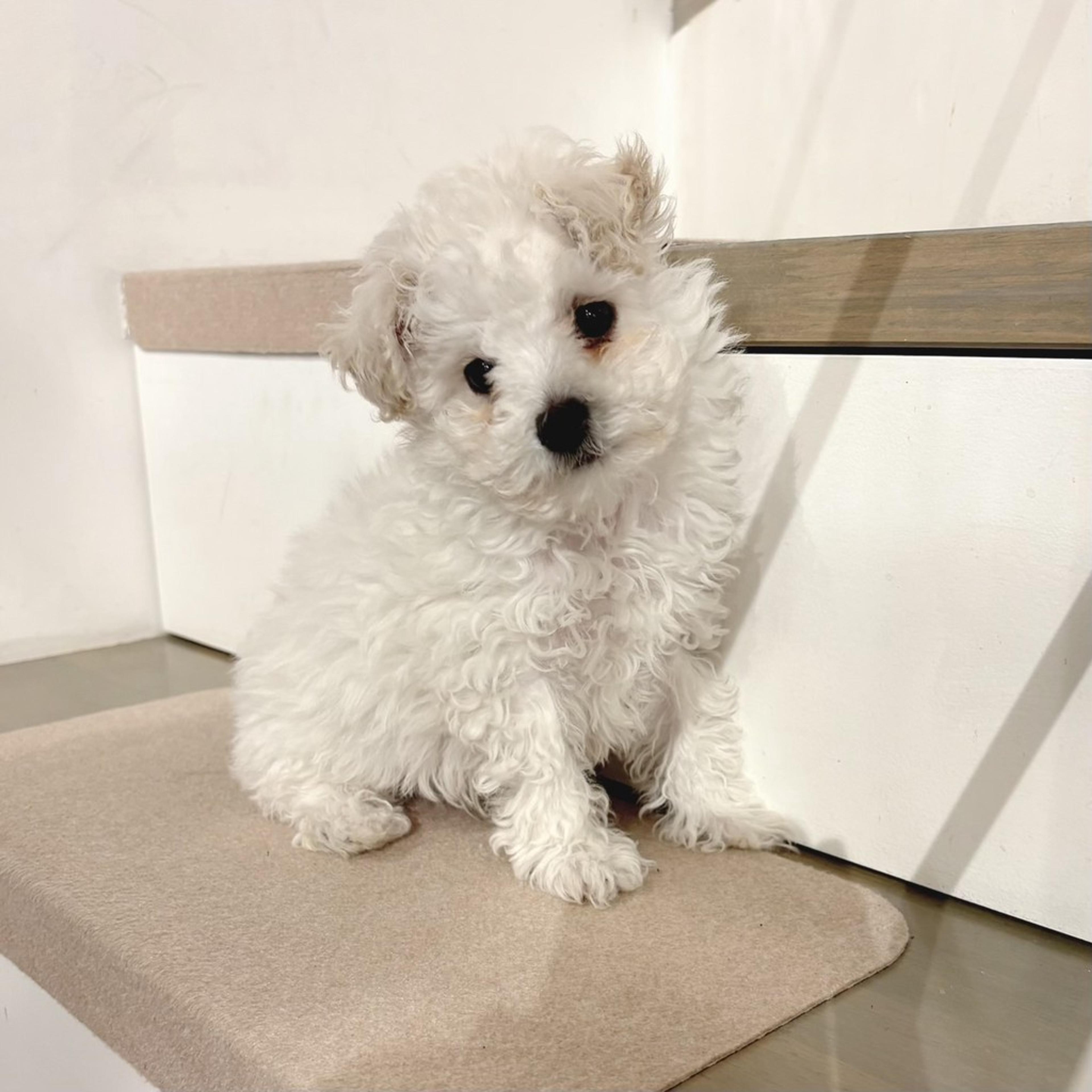 pet-image-7