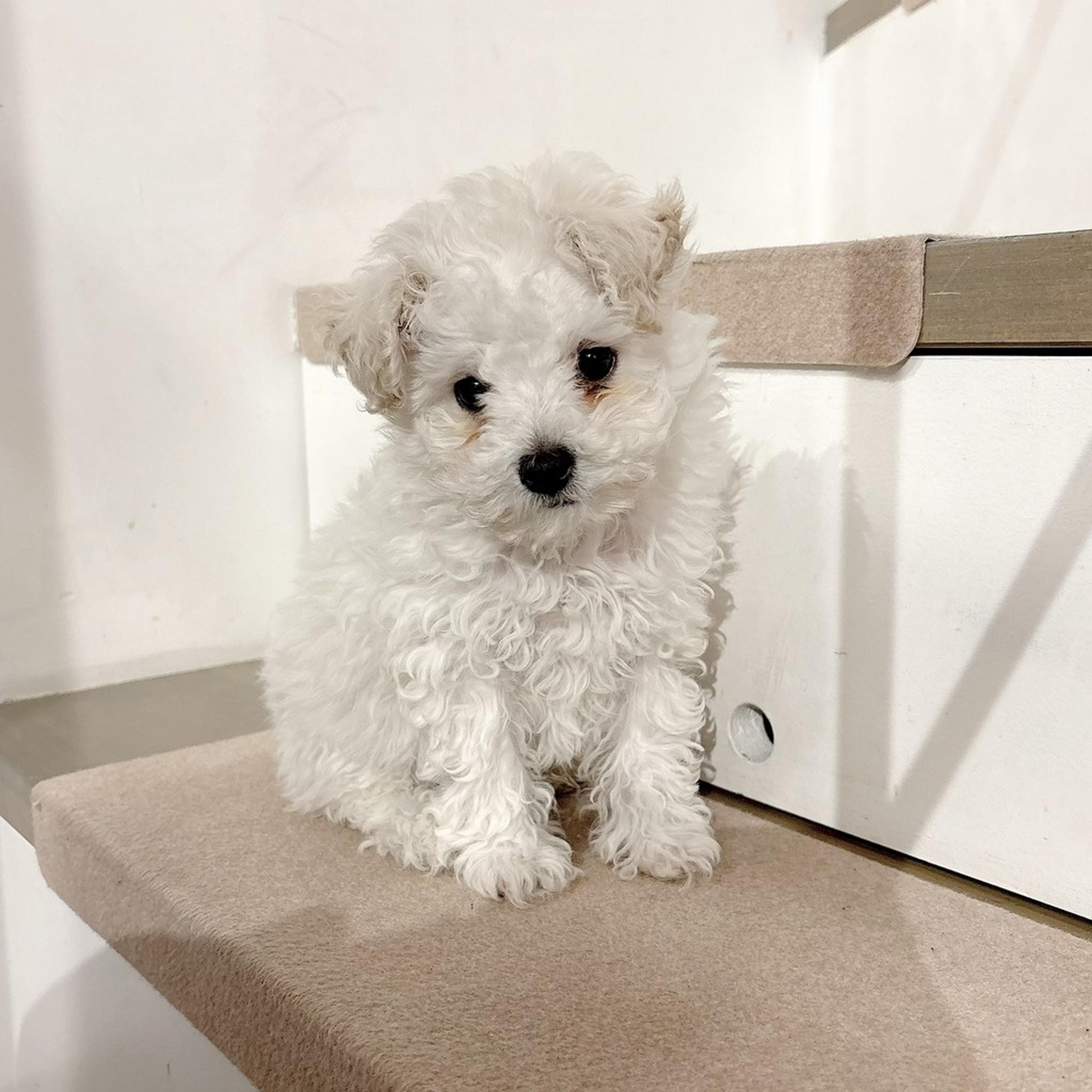 pet-image-8