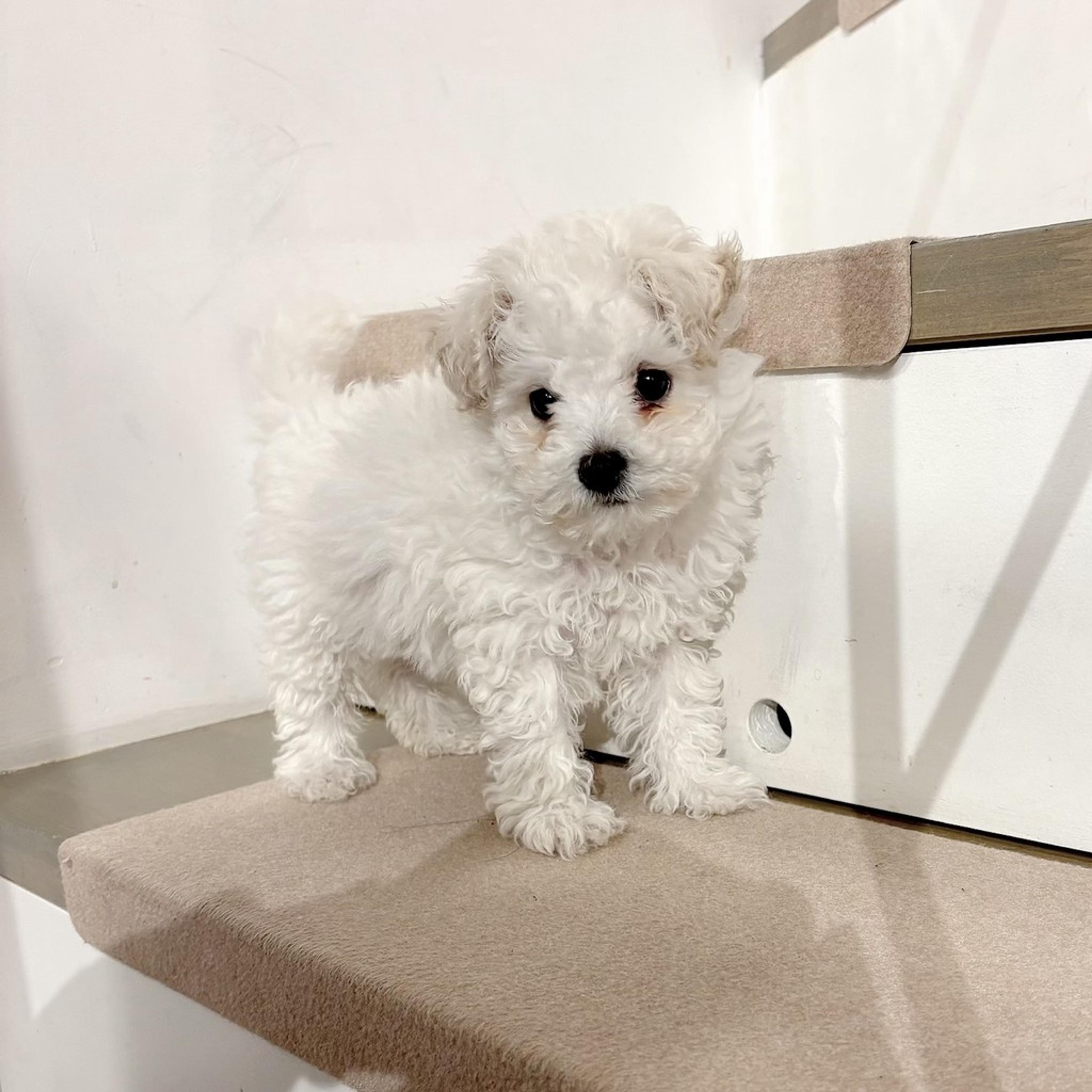 pet-image-9