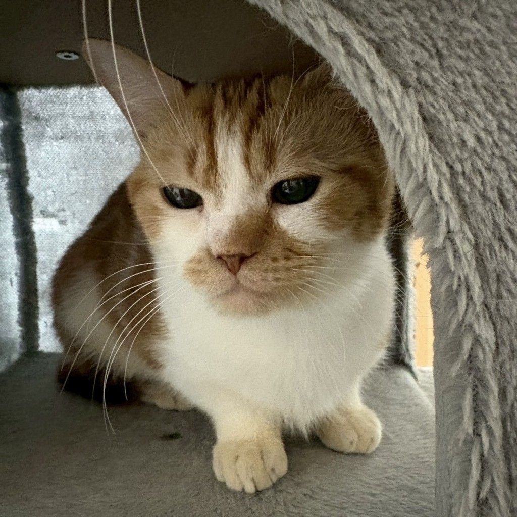 アメショ×マンチカン】穏やか☆ケンティ | 雑種（ミックス猫
