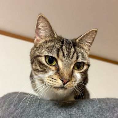 雑種（ミックス猫）・メスの里親募集の写真