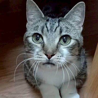 雑種（ミックス猫）・メスの里親募集の写真