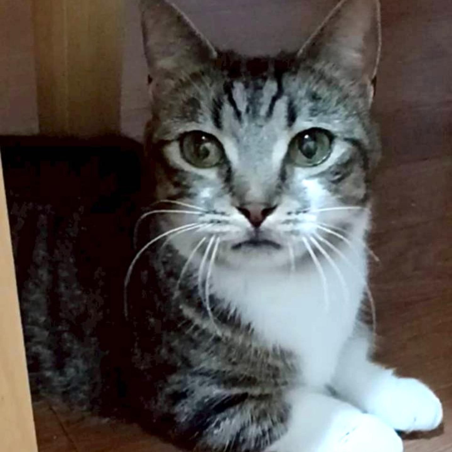 pet-image-2