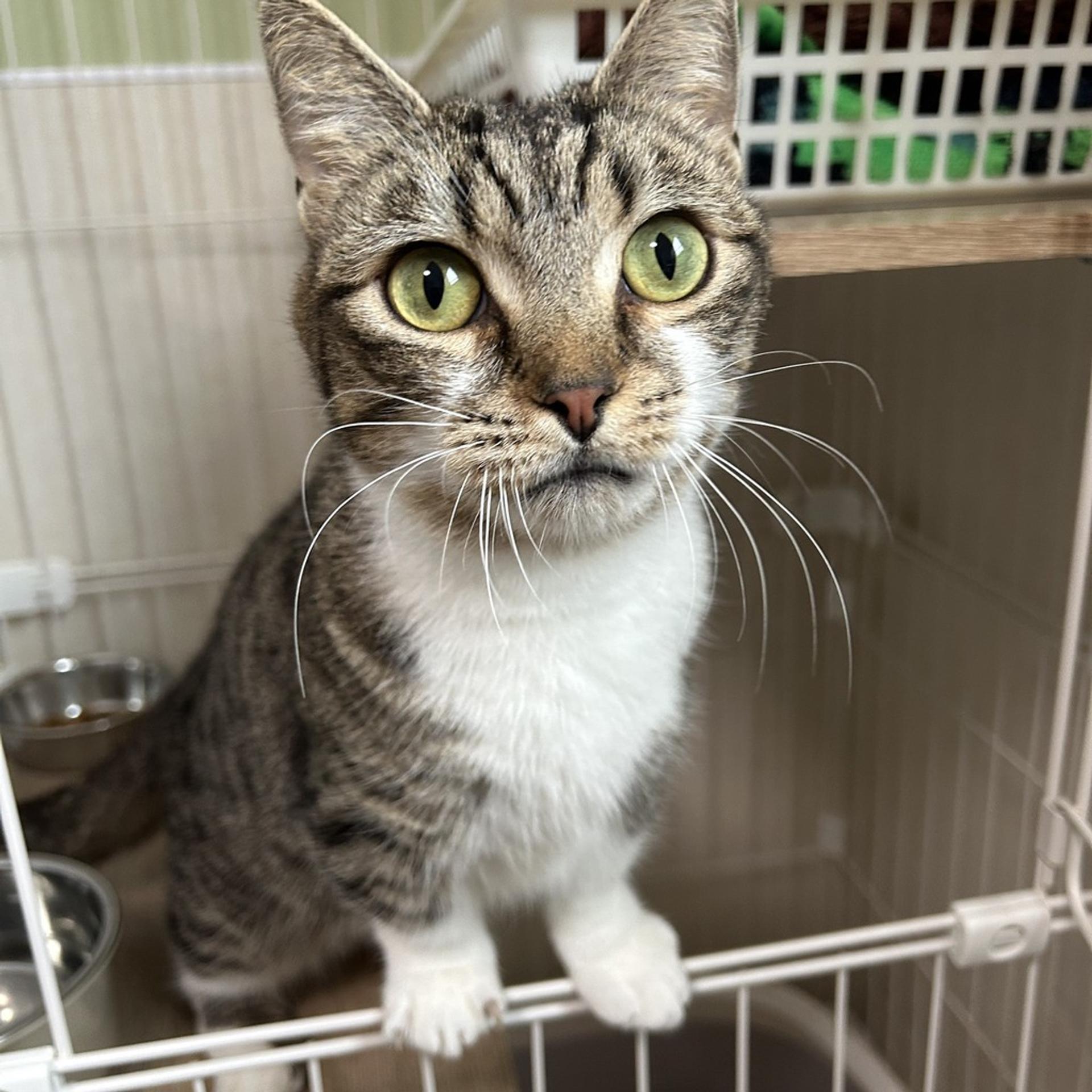 pet-image-4