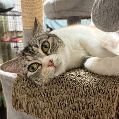 雑種（ミックス猫）・メスの里親募集の写真