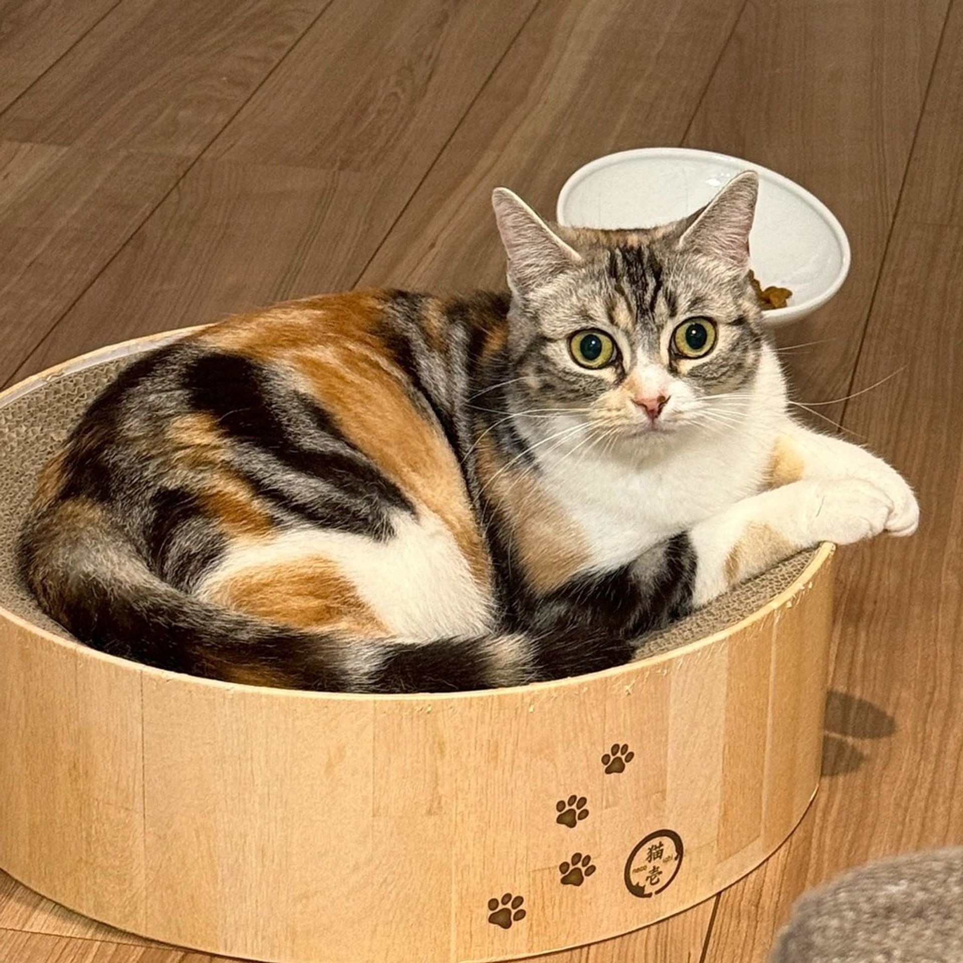 雑種（ミックス猫）・メスの里親募集の写真