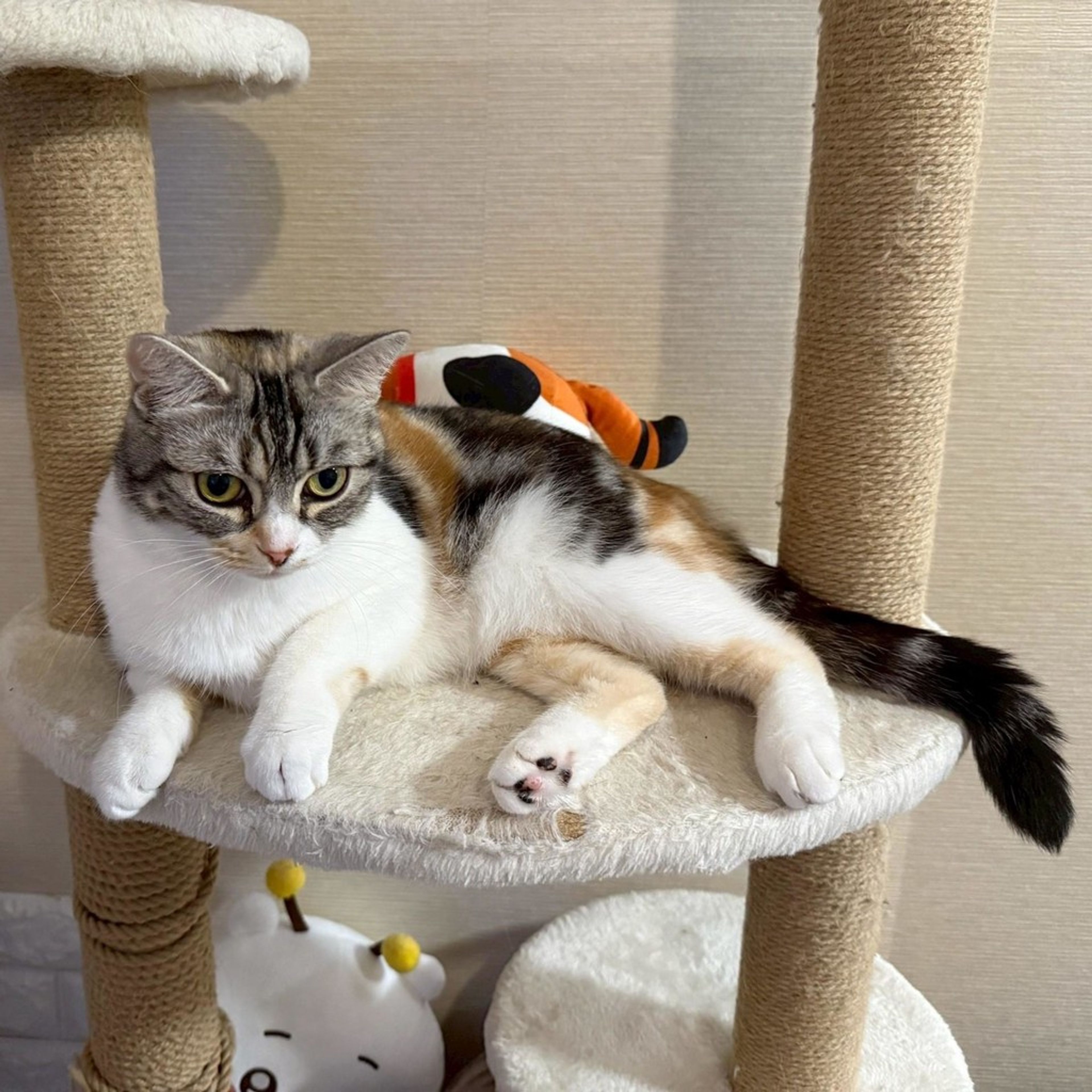 pet-image-3
