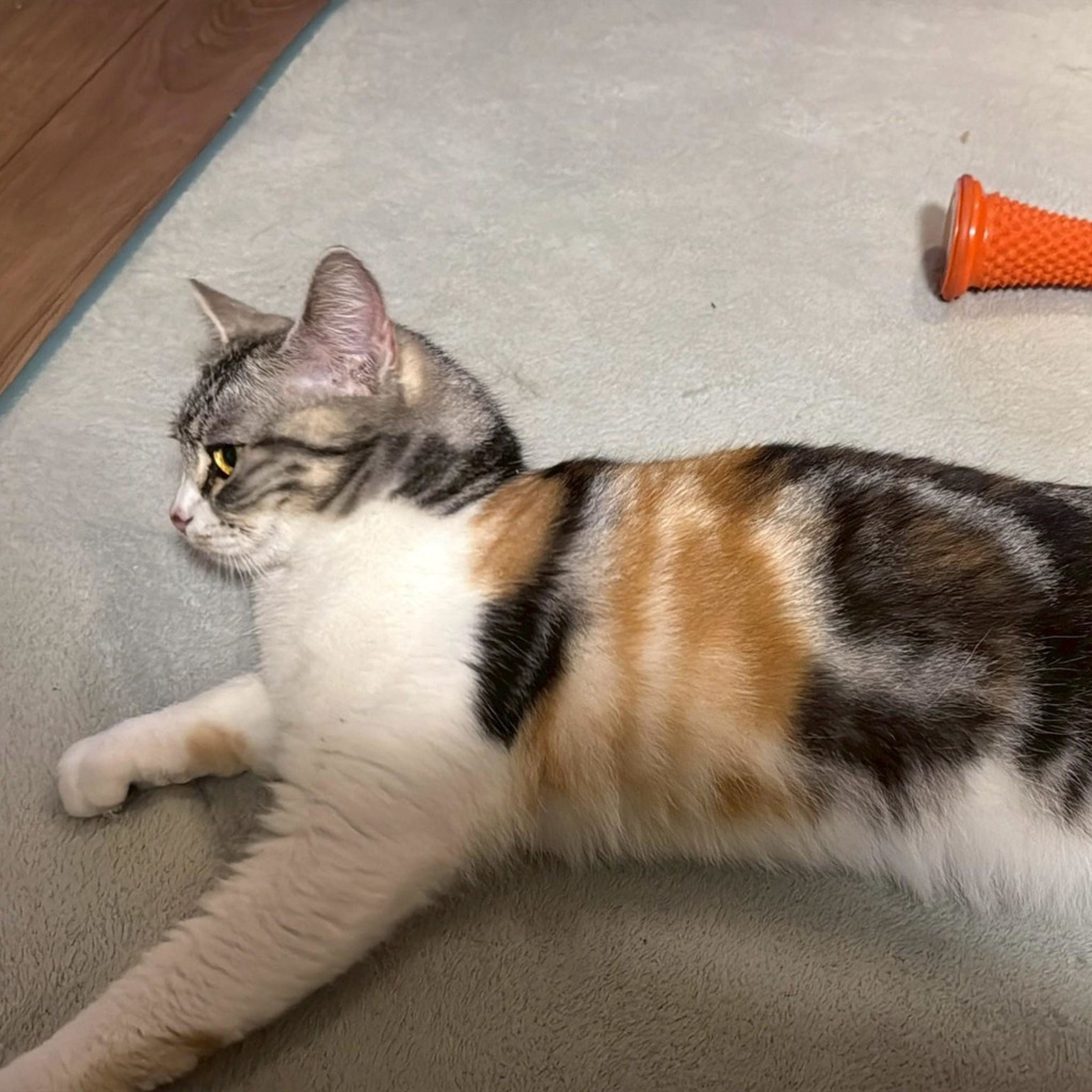 pet-image-4