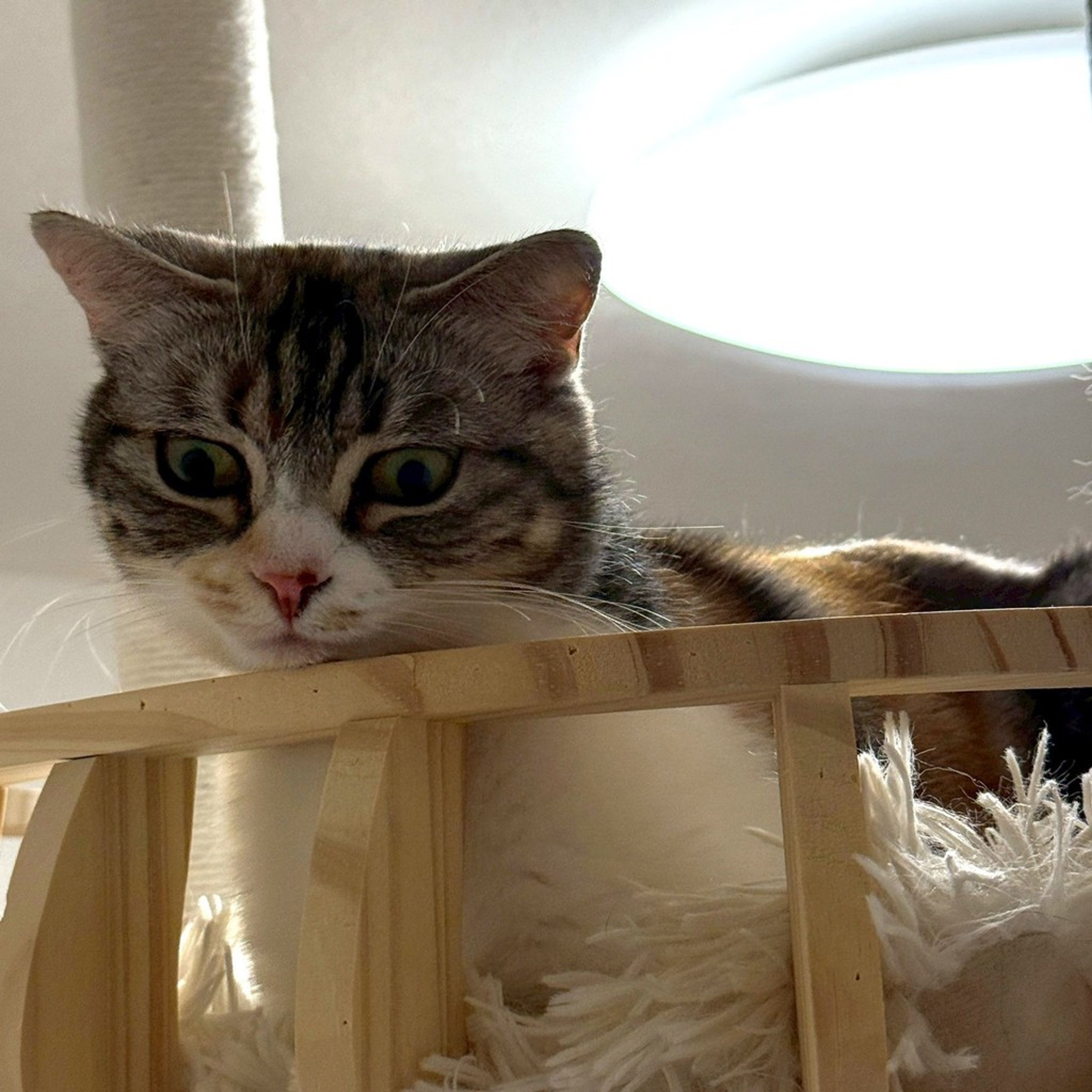 pet-image-5