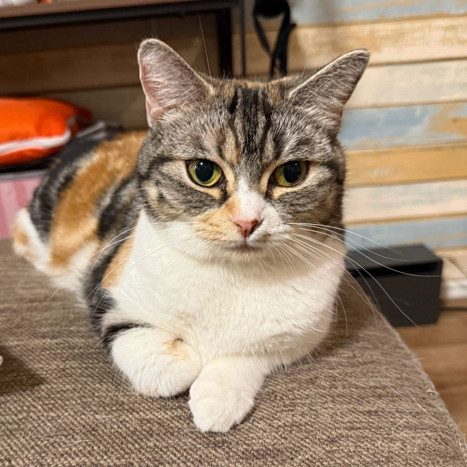雑種（ミックス猫）・メスの里親募集の写真