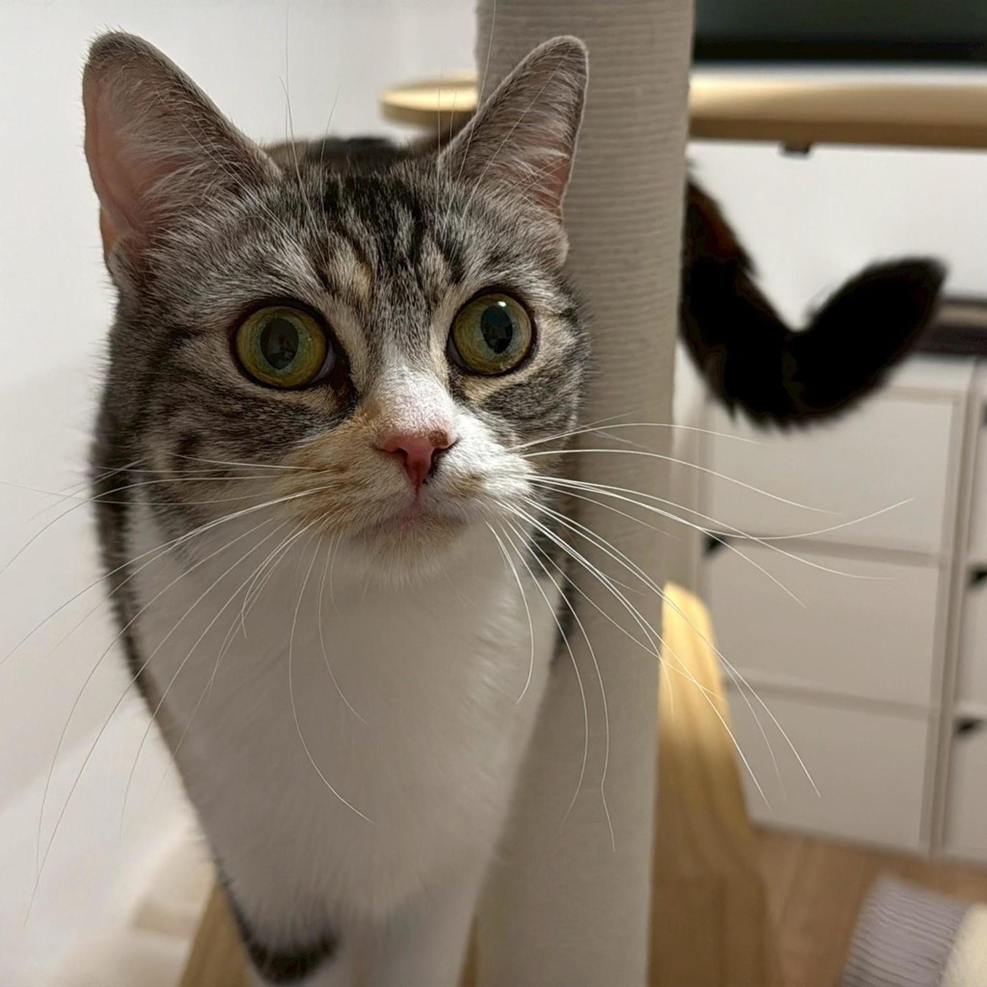 pet-image-5