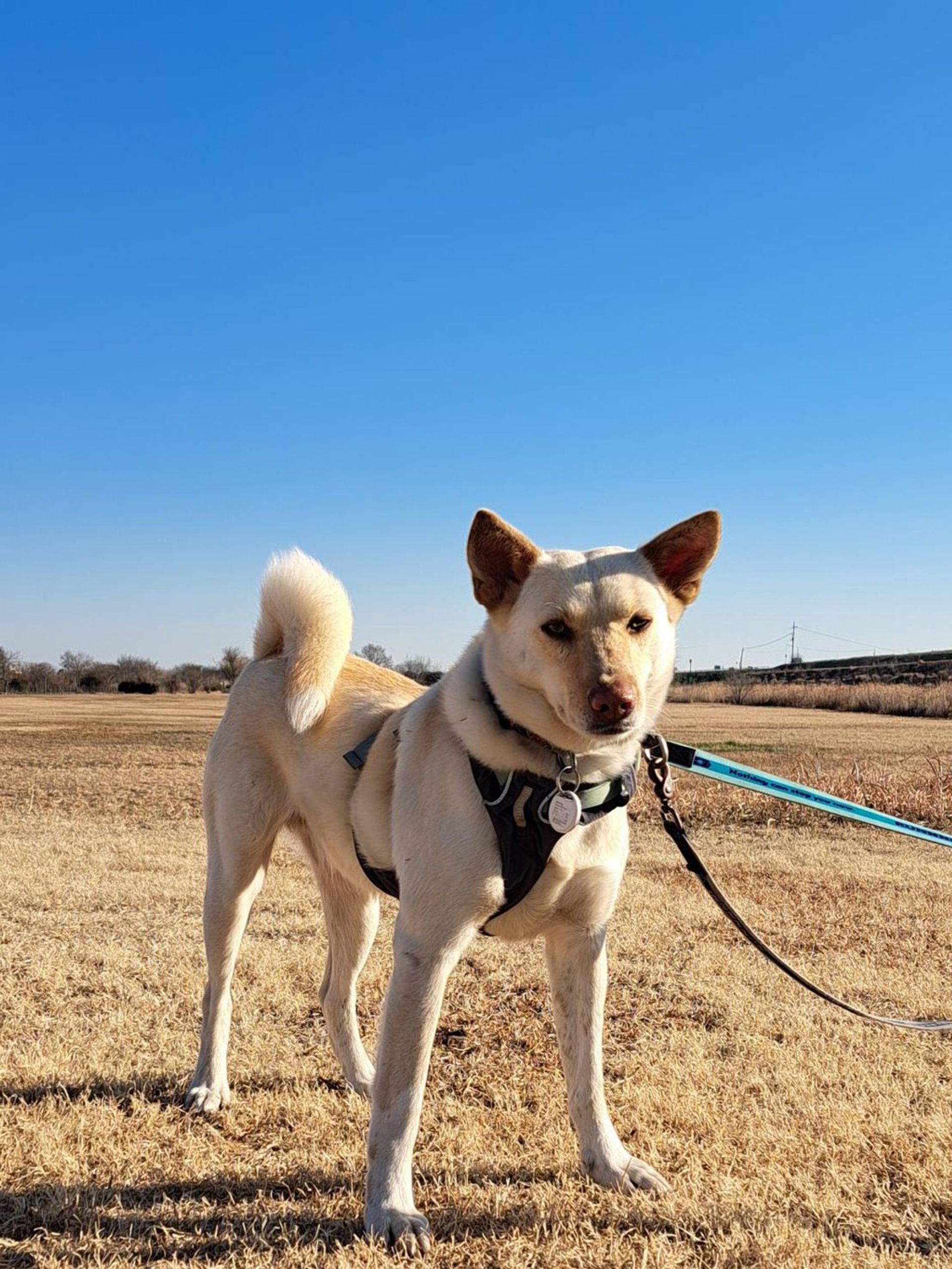 雑種（ミックス犬）・メスの里親募集の写真