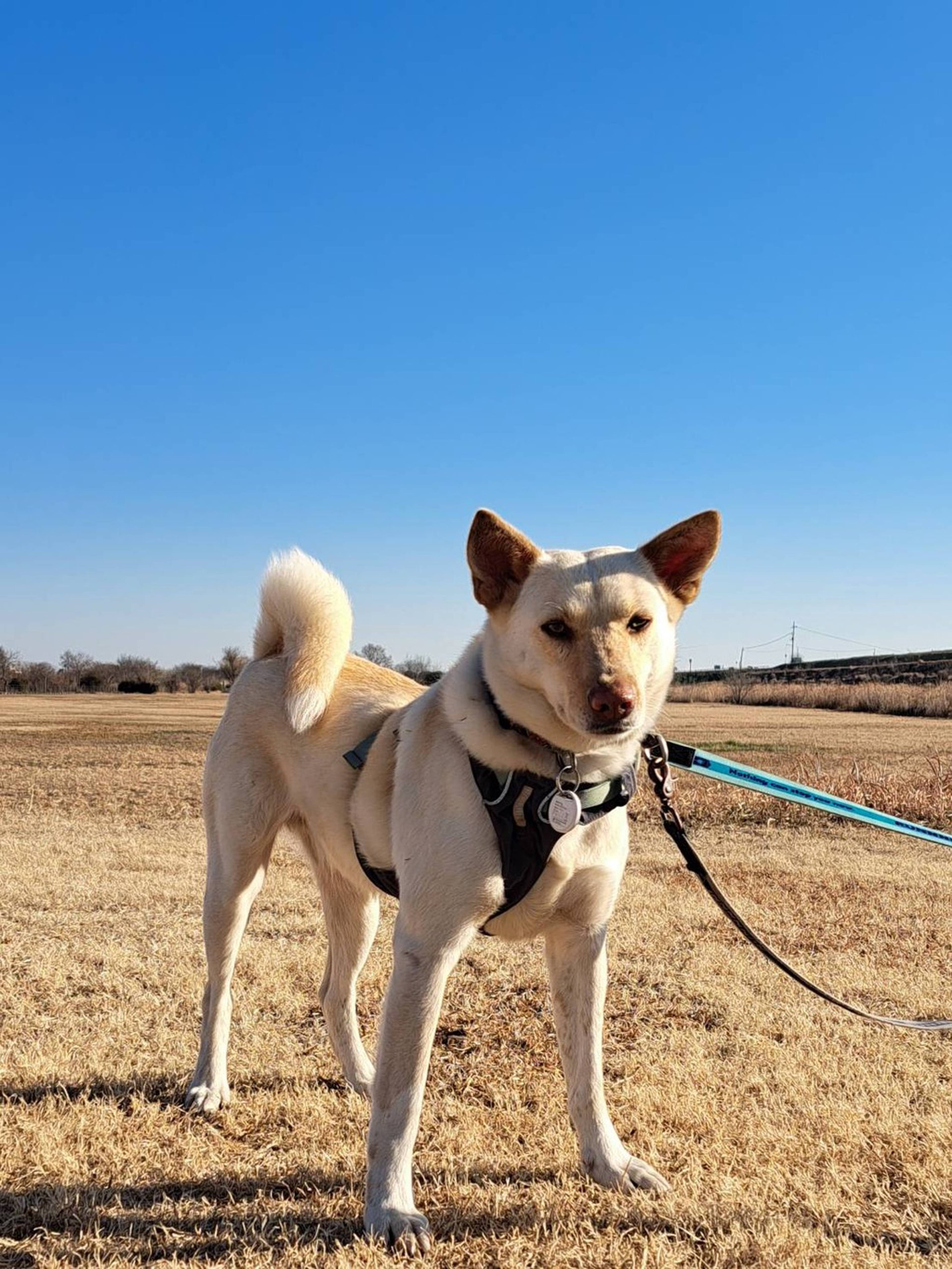 雑種（ミックス犬）・メスの里親募集の写真