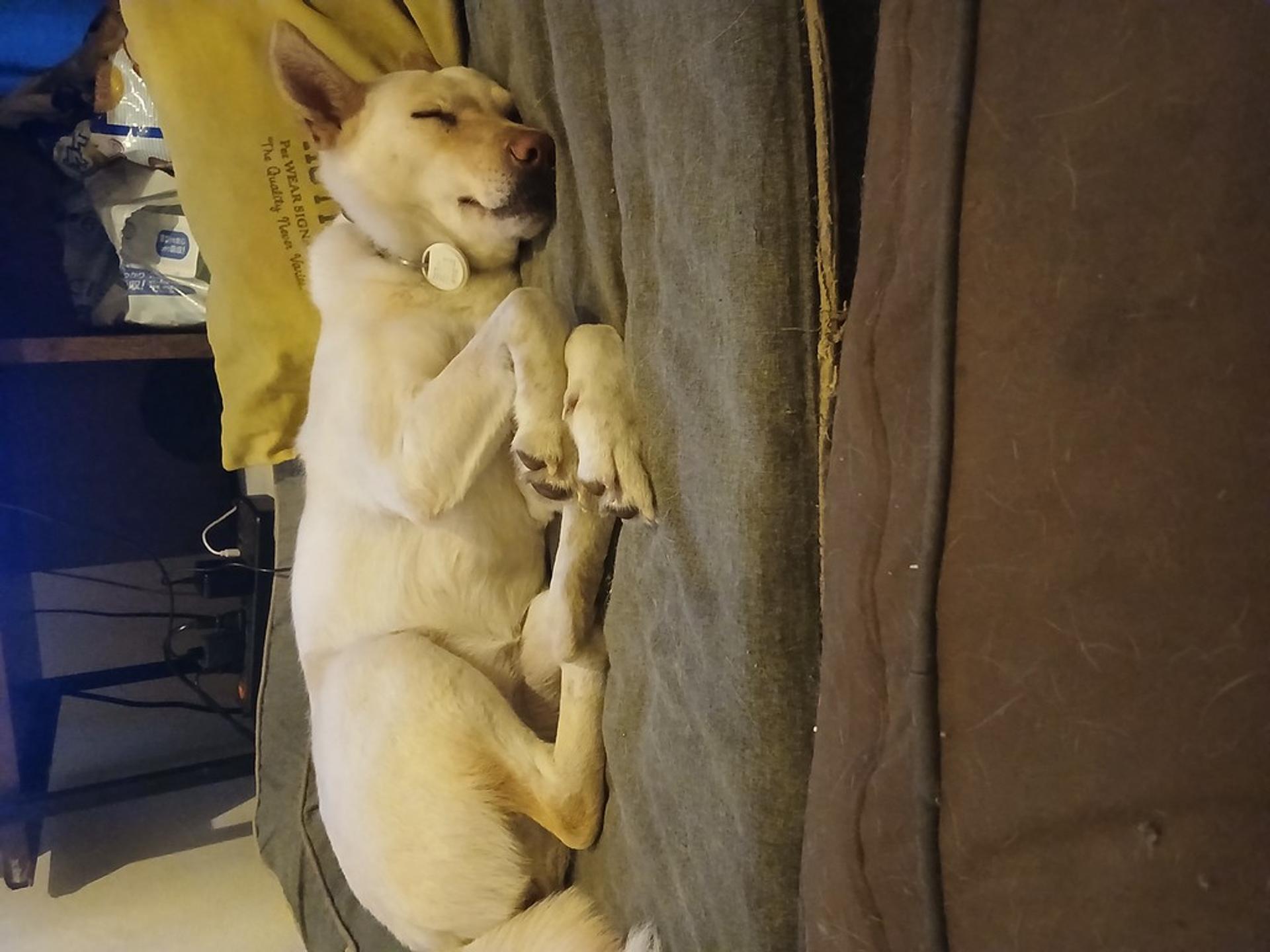 pet-image-3